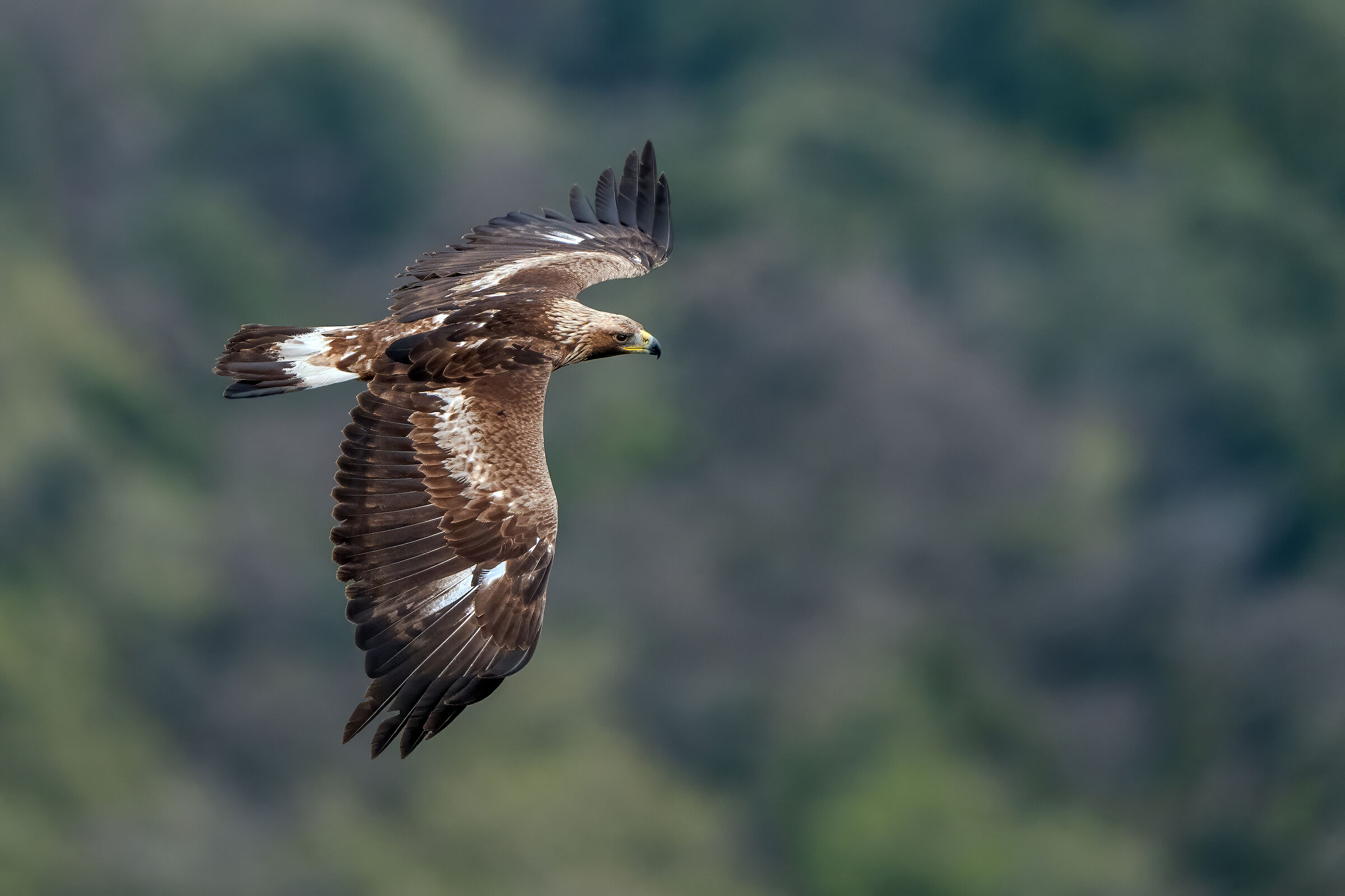 Aquila 2°/3° cy