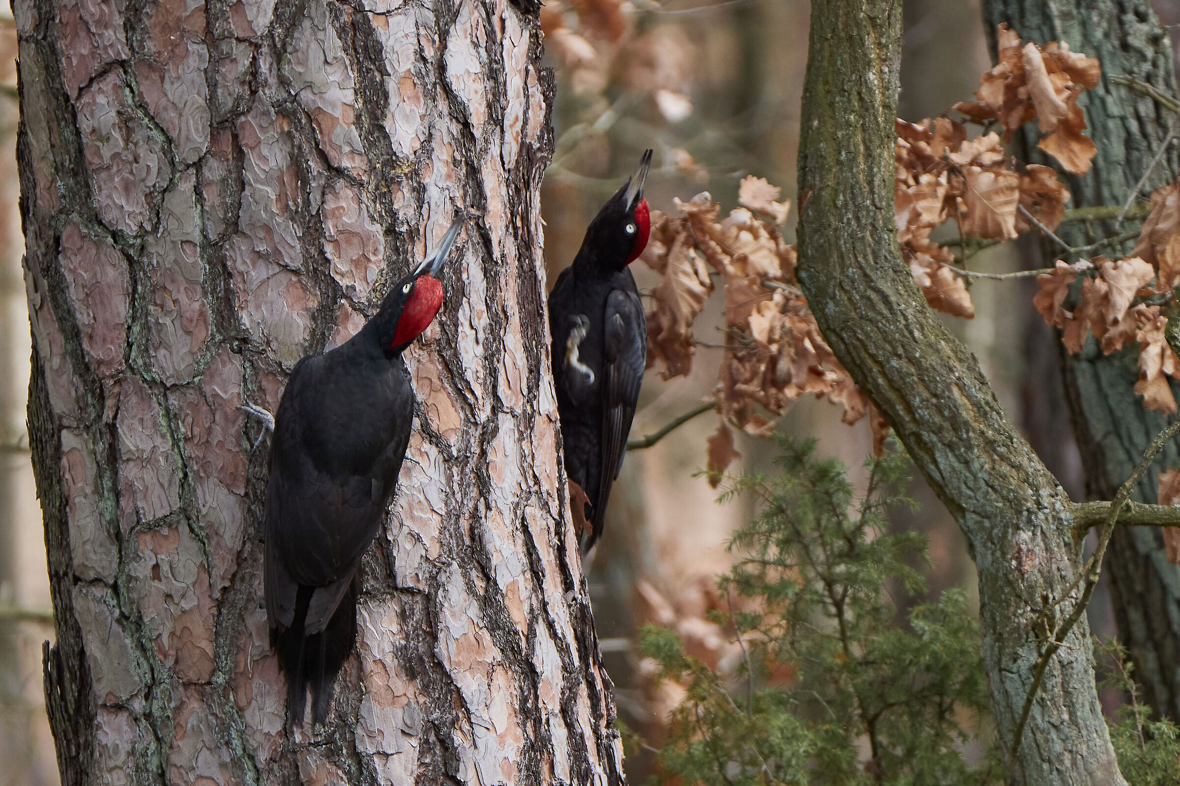 Black Woodpecker