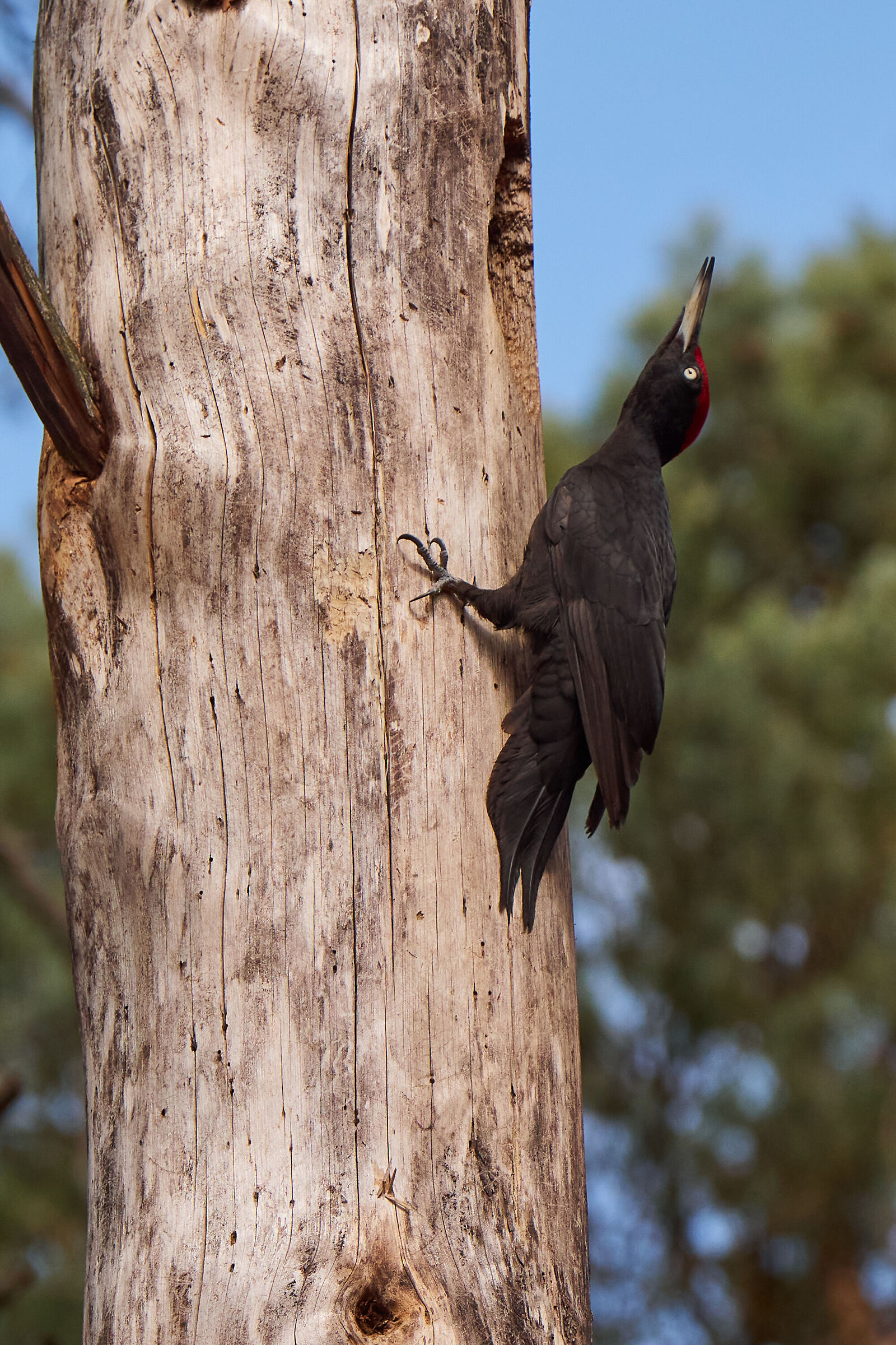 Black Woodpecker