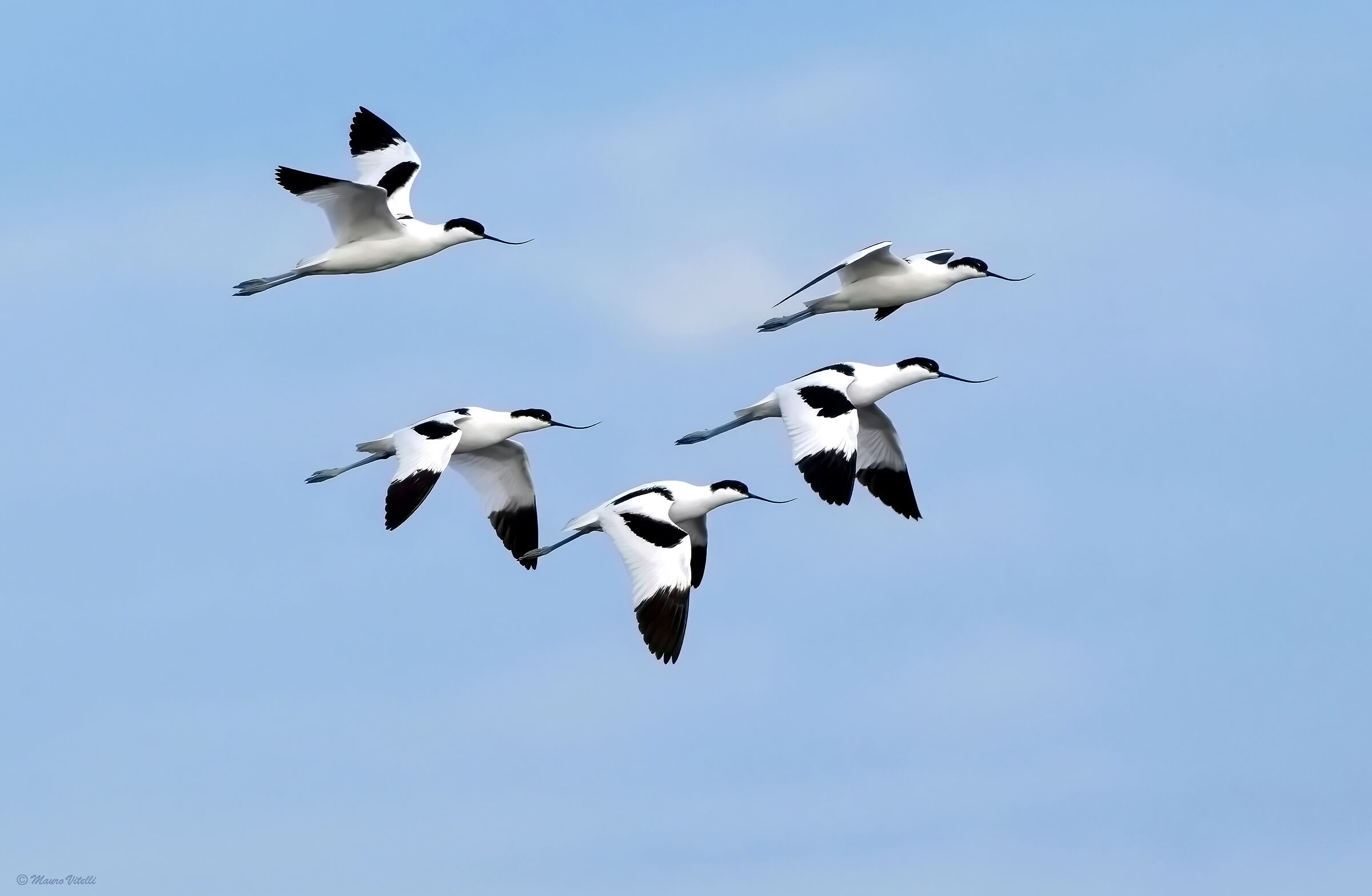 Avocets (Recurvirostra avosetta)