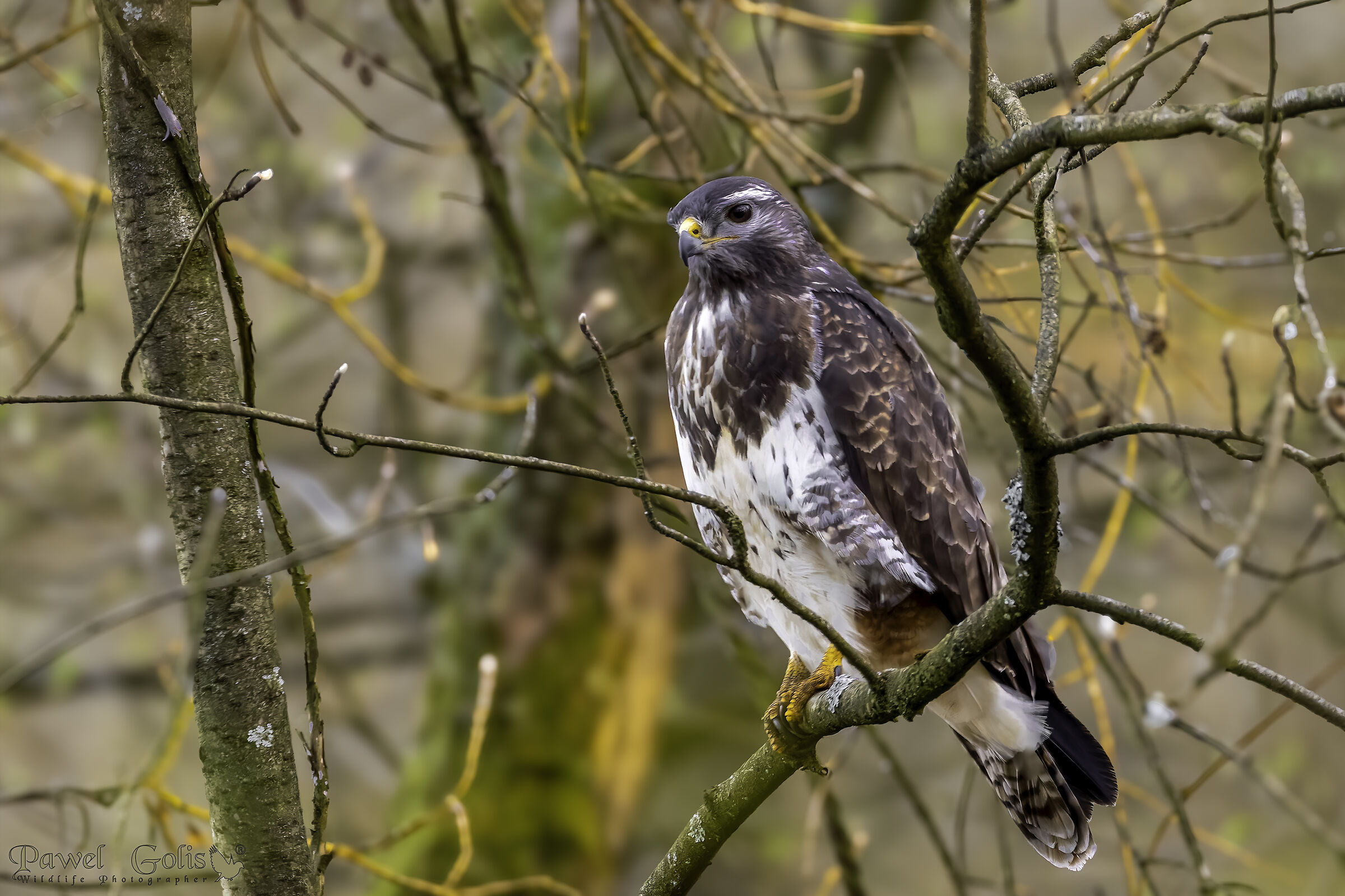 Buzzard (Buteo buteo)