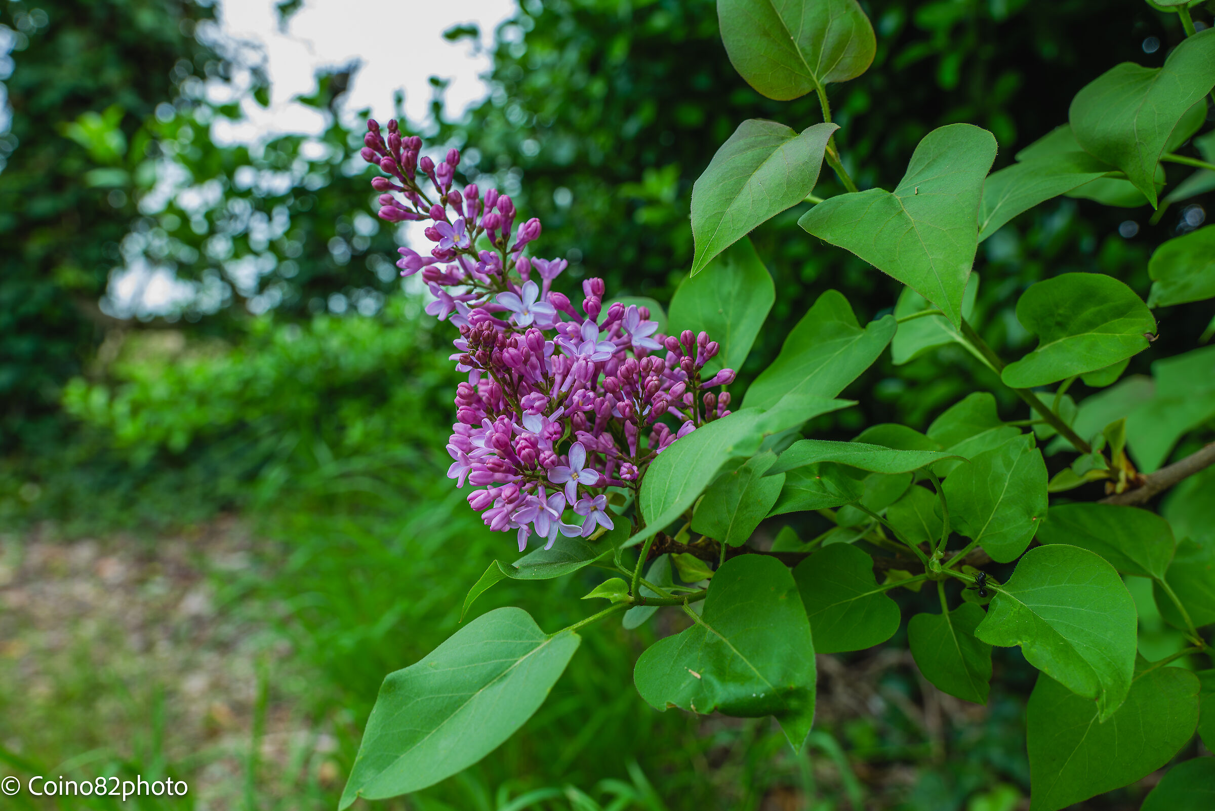 syringa
