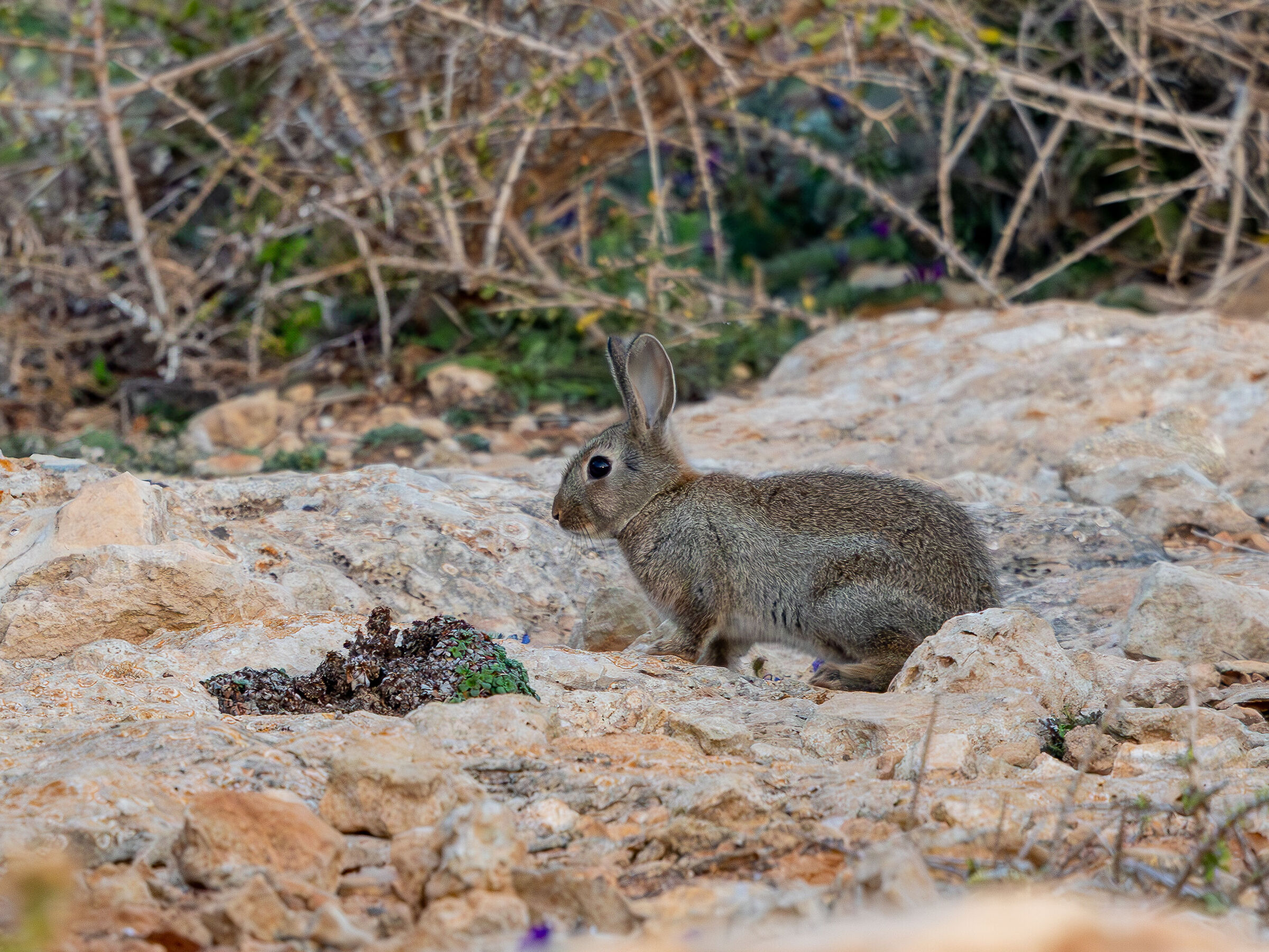 Wild rabbit of Lampedusa