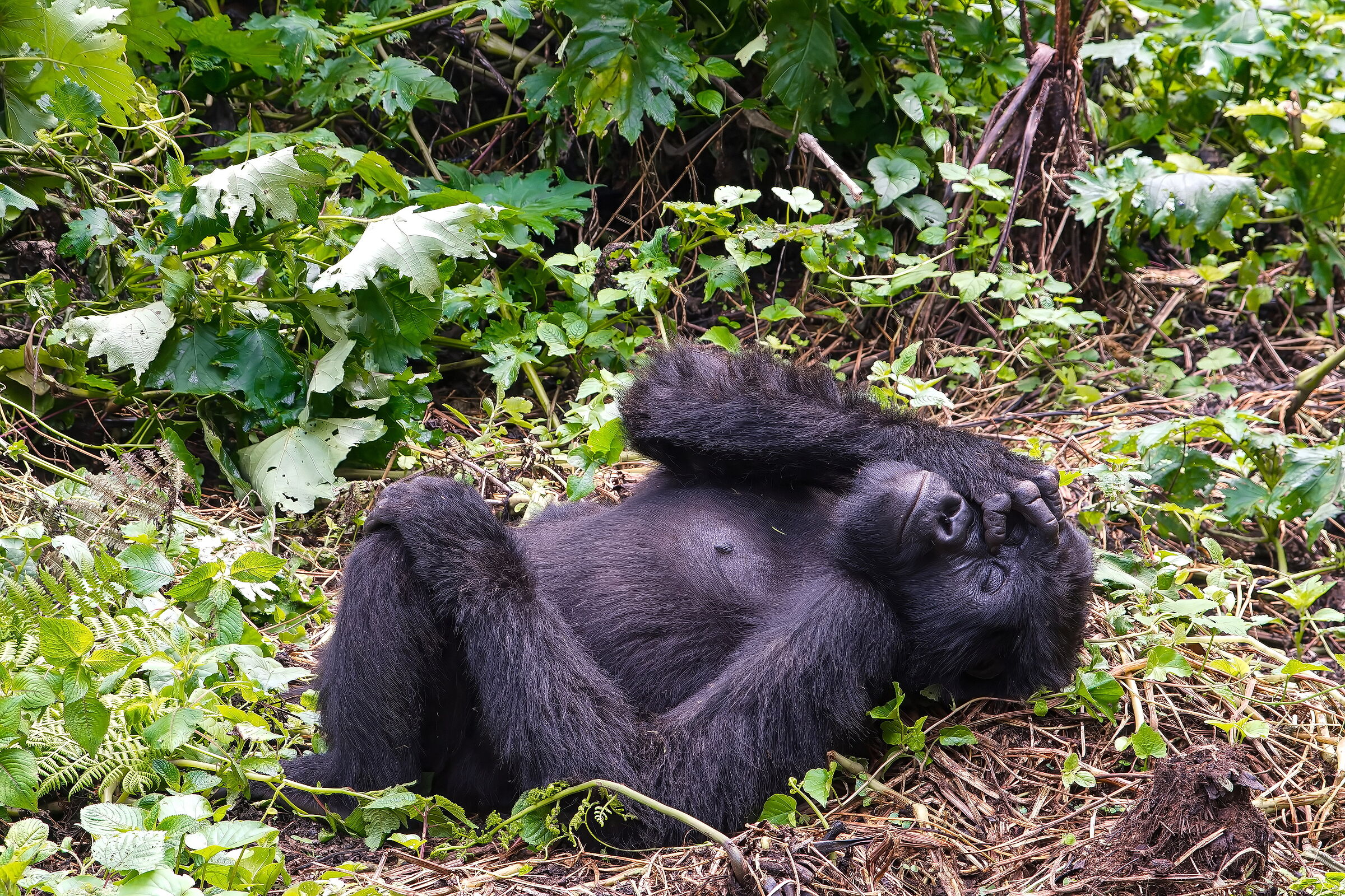Gorilla (Gorilla beringei) well deserved rest.