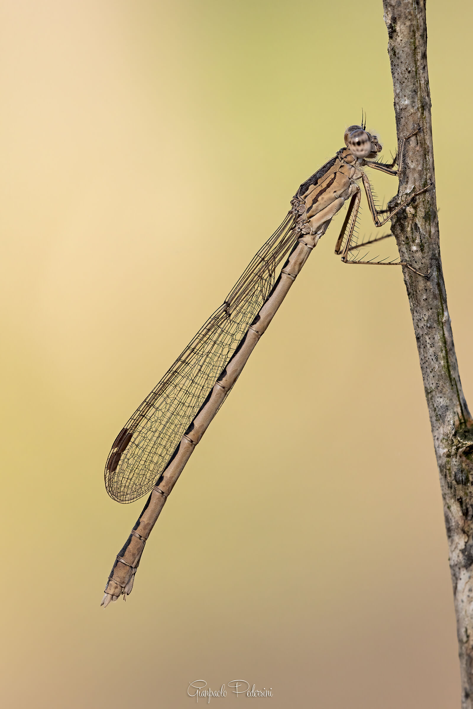 Sympecma peadisca