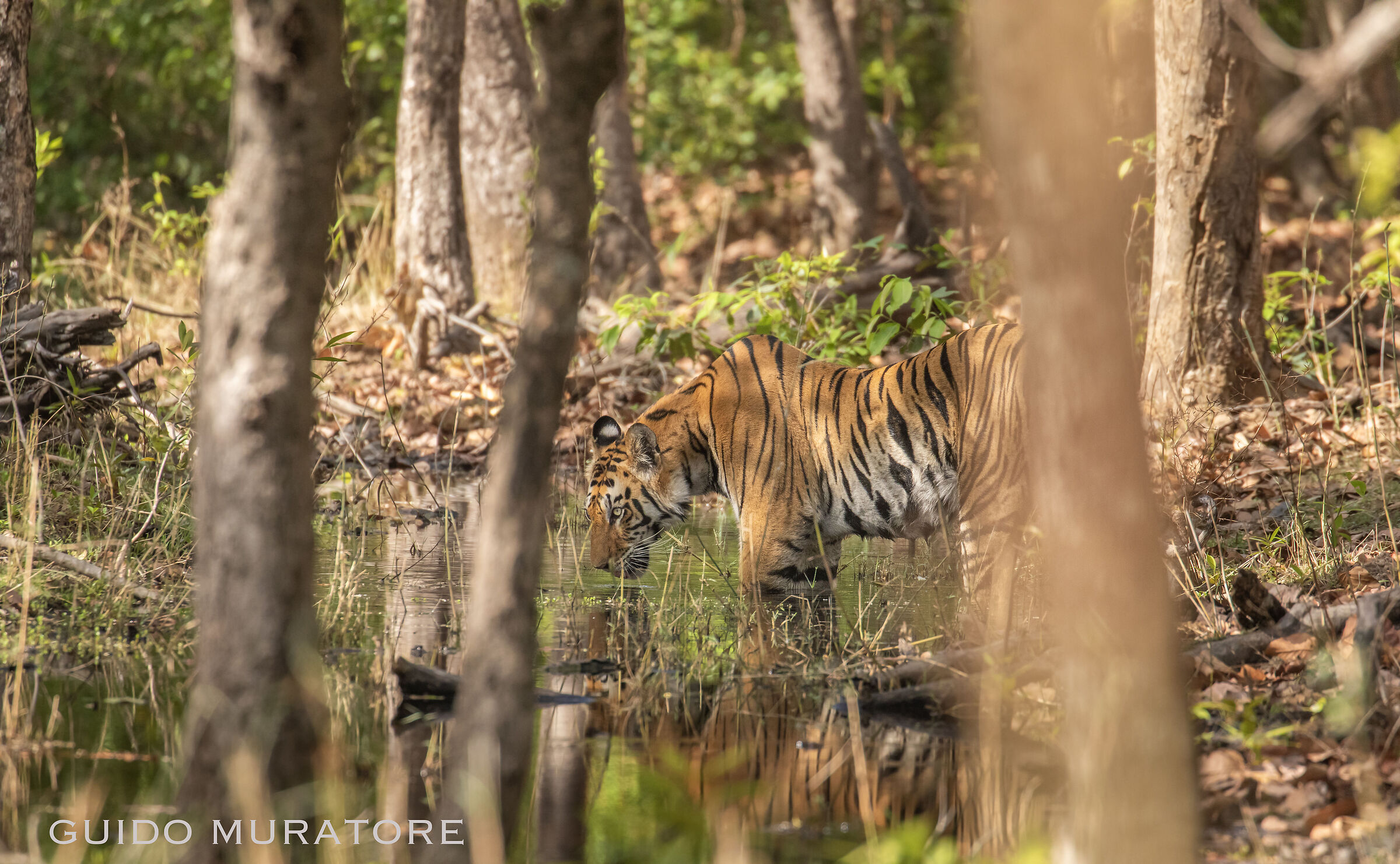 Tigre acquatica