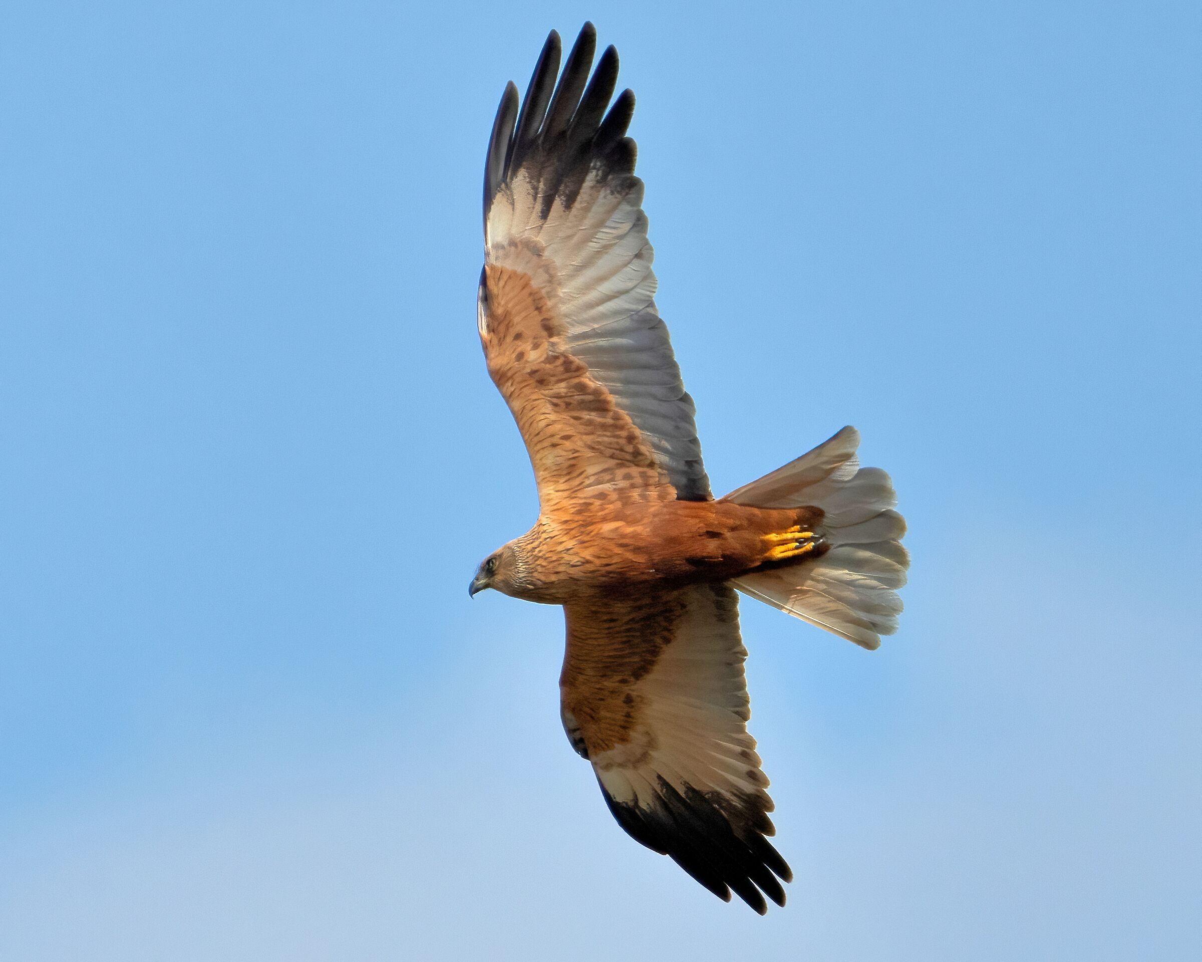 Male Marsh Harrier (Circus aeruginosus)