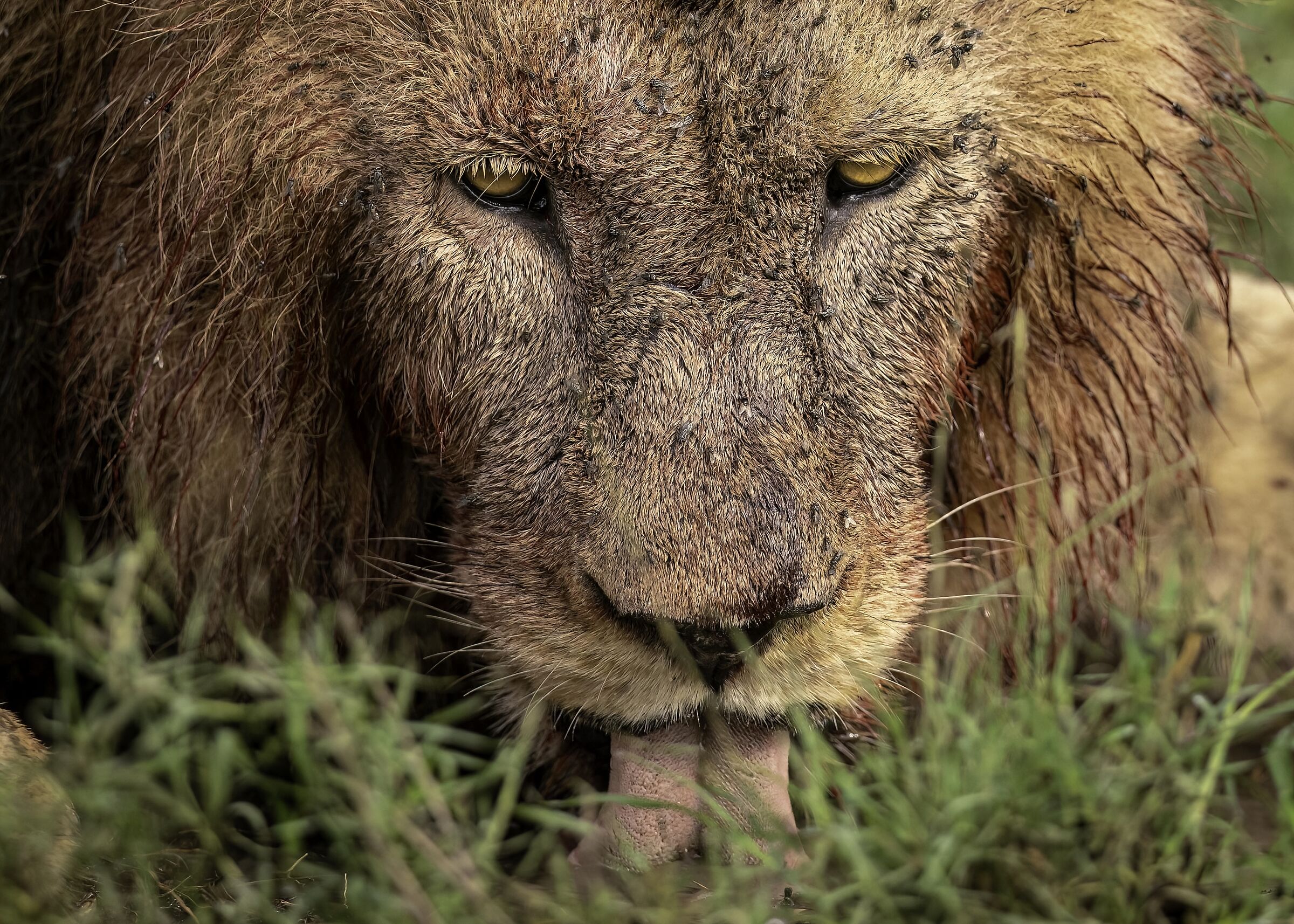 Panthera leo