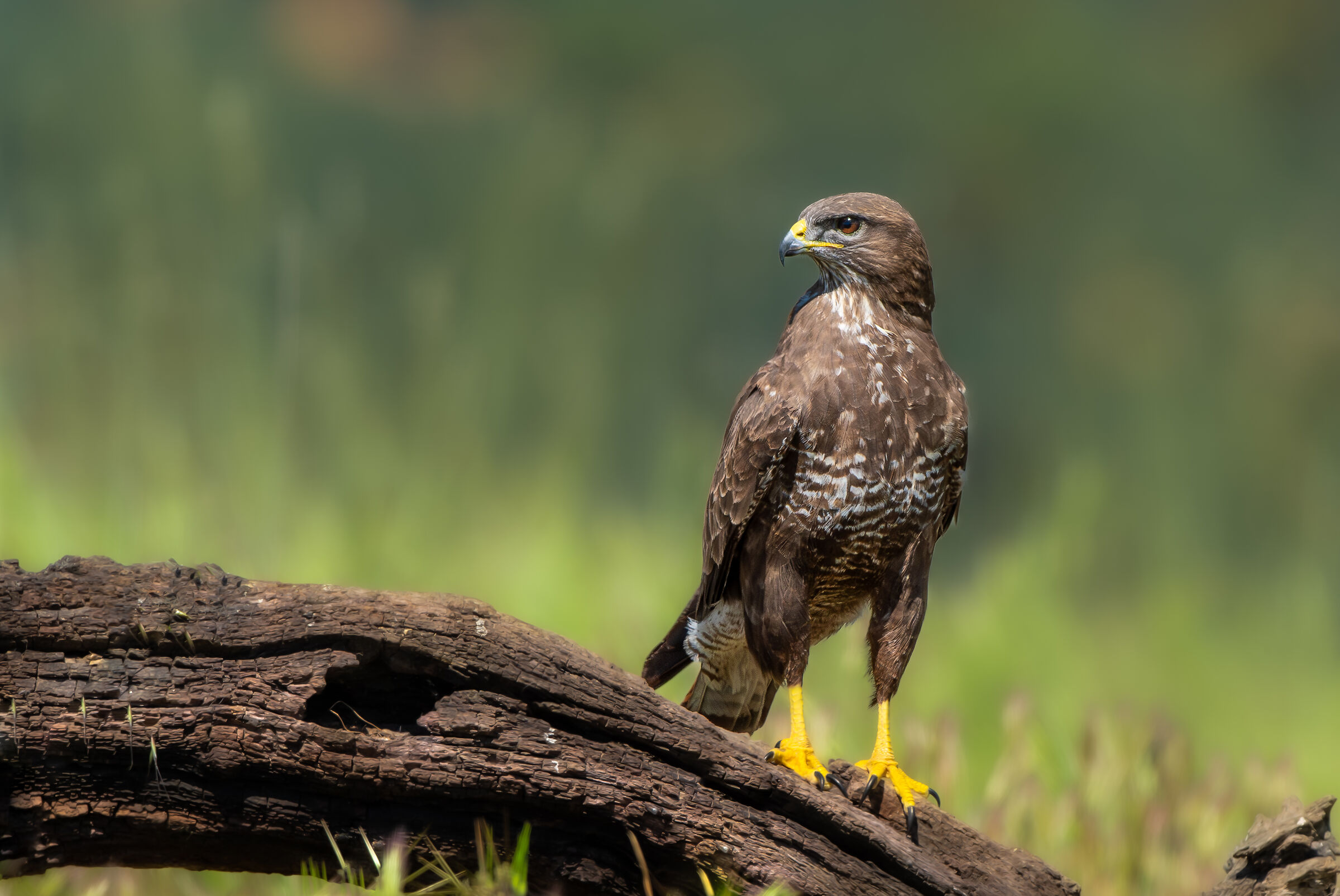 Buzzard