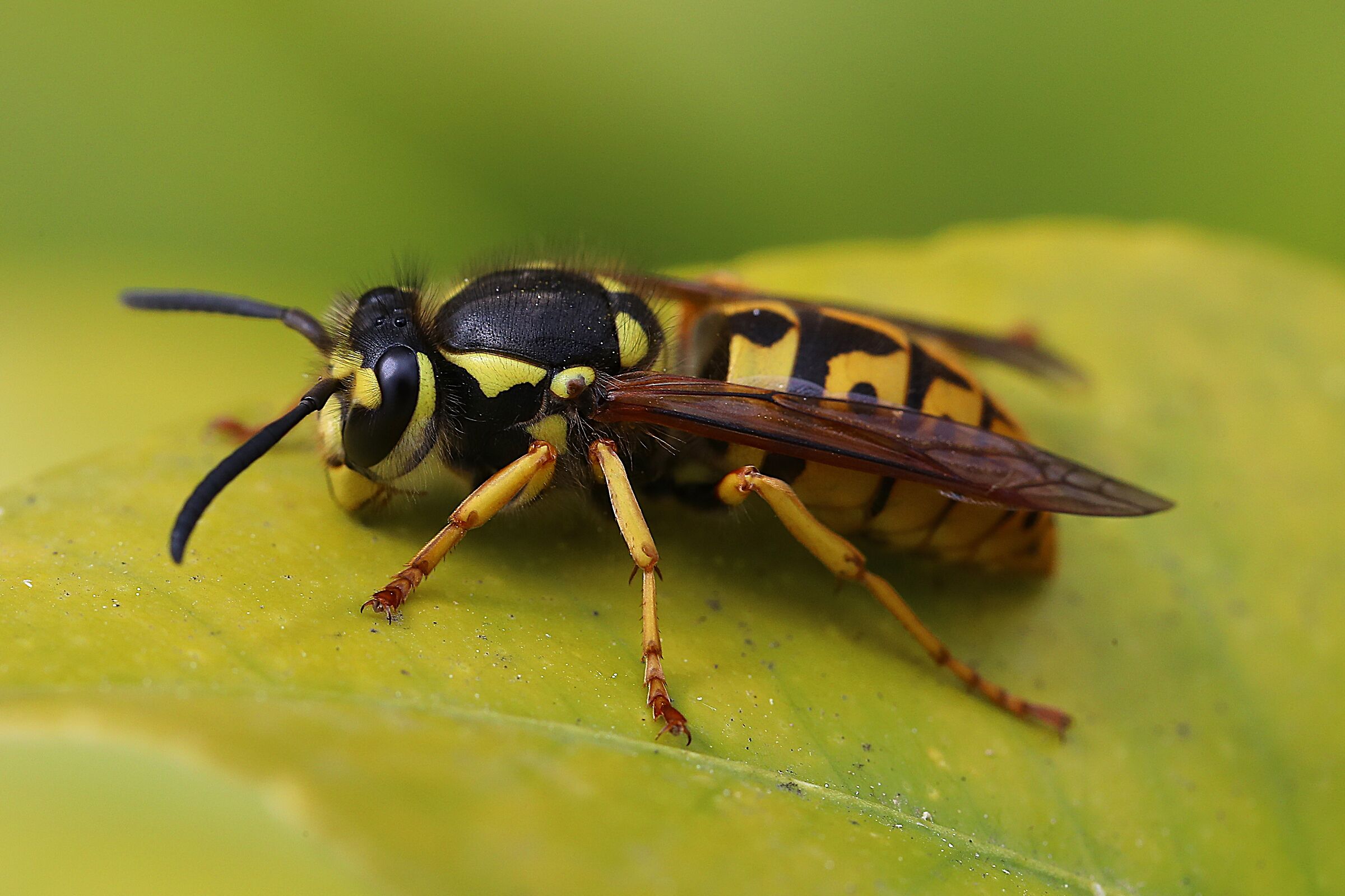 Ridatemi la mia Vespa