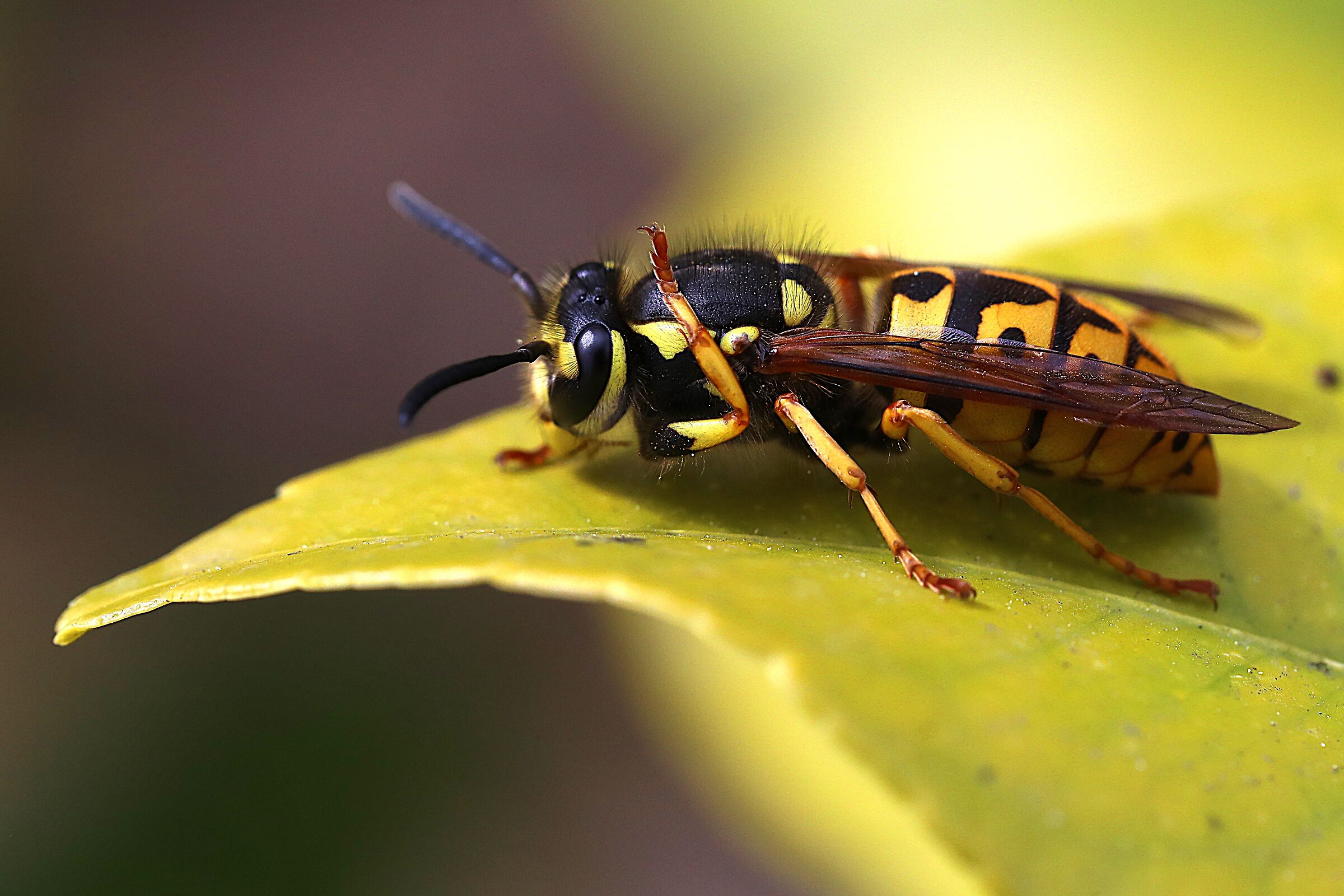 Il prurito della vespa
