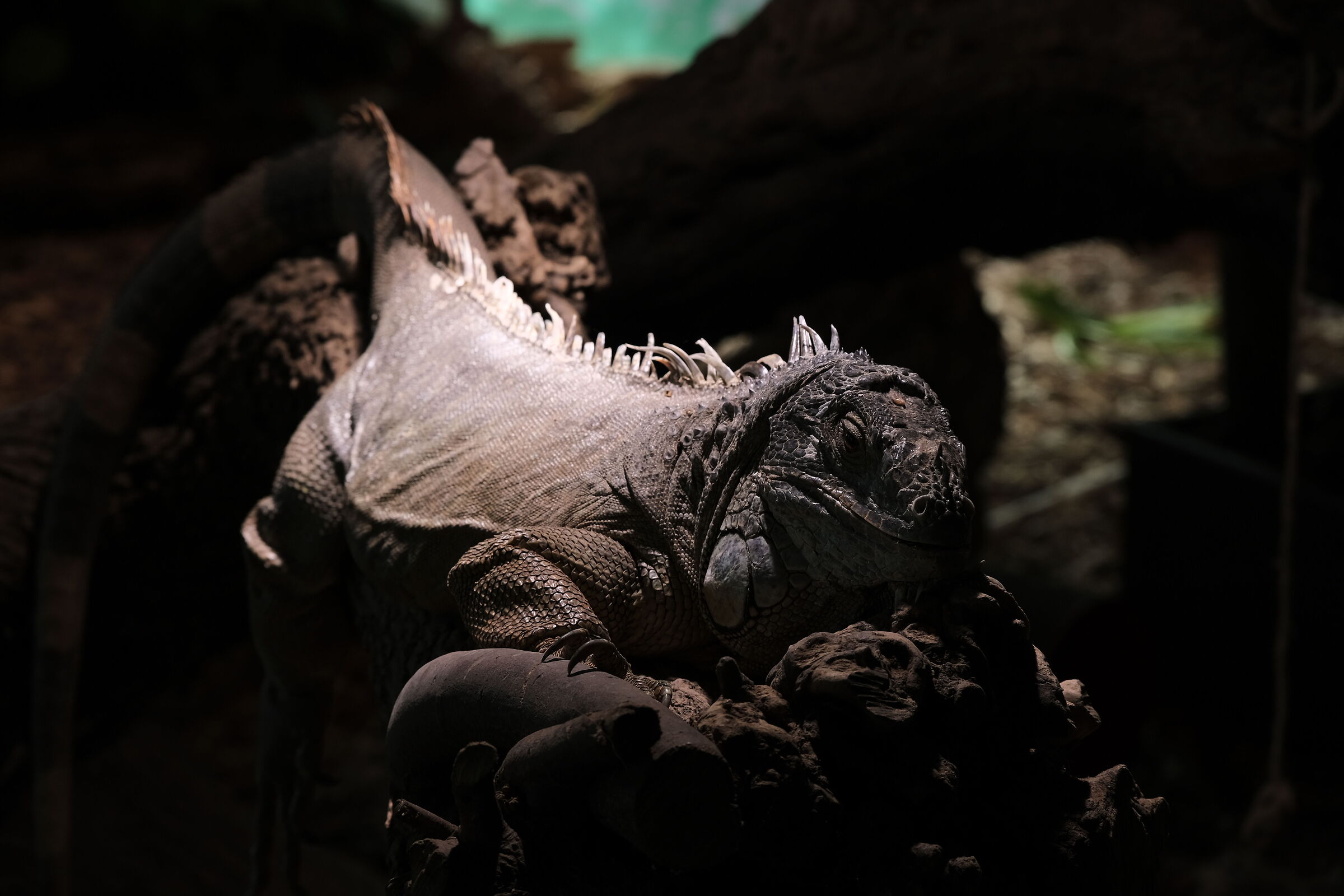 Iguana