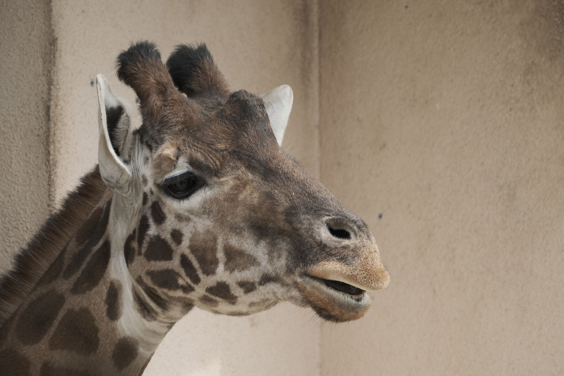 Giraffe