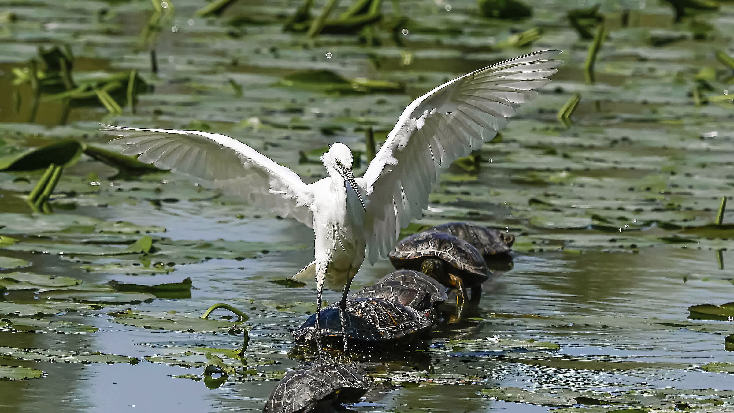 But what does this want!! Egret