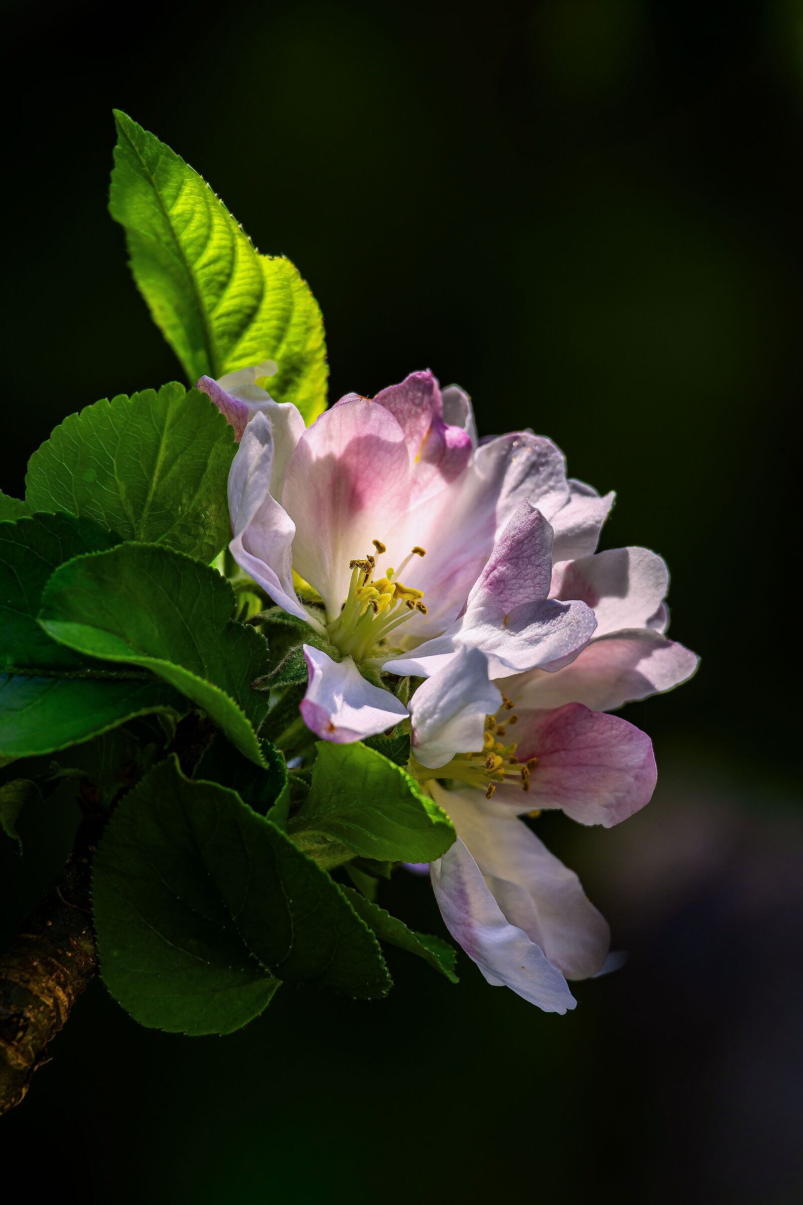 The apple tree in the garden 1