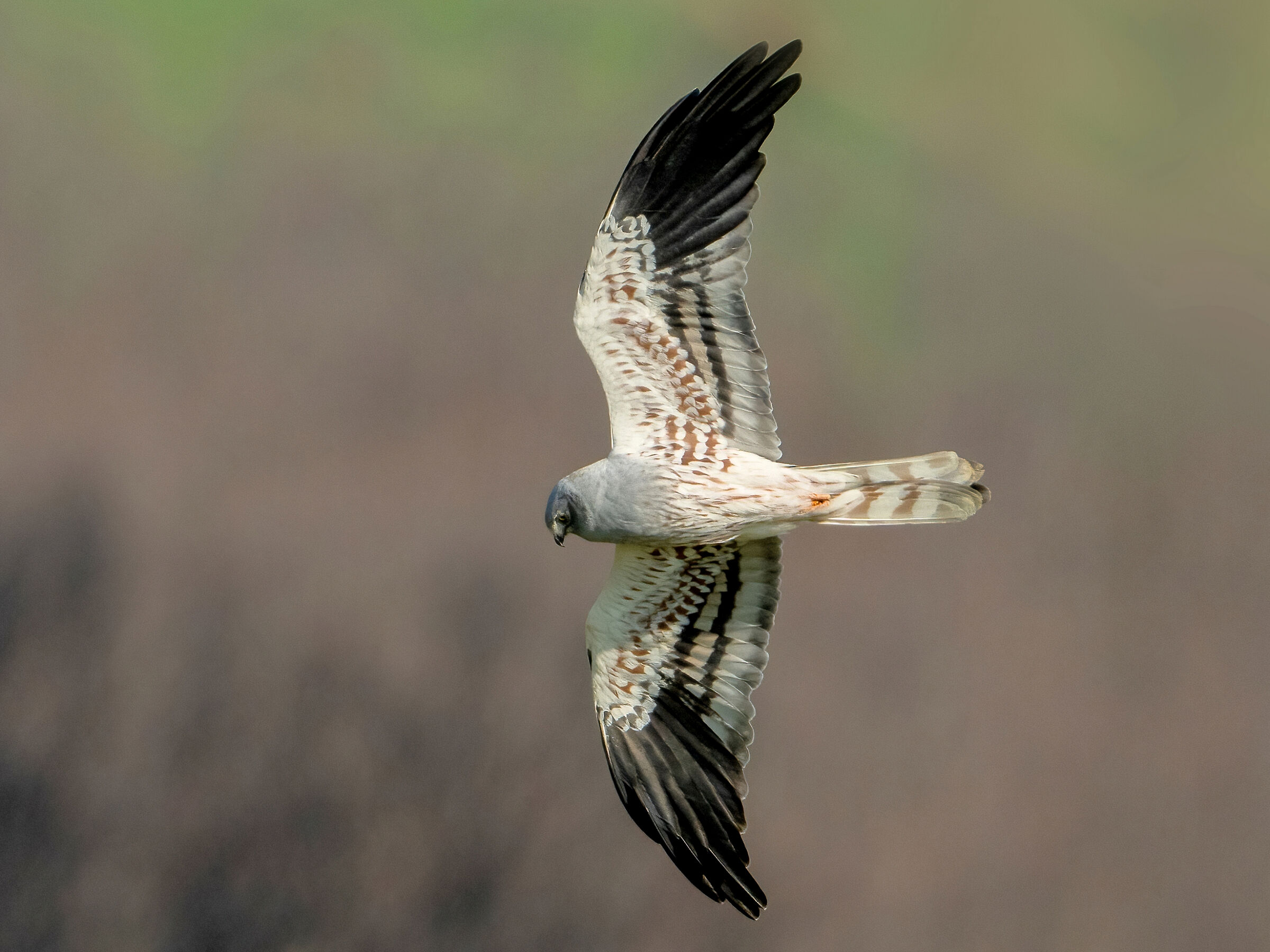 Montagu's Harrier (Circus pygargus) - male