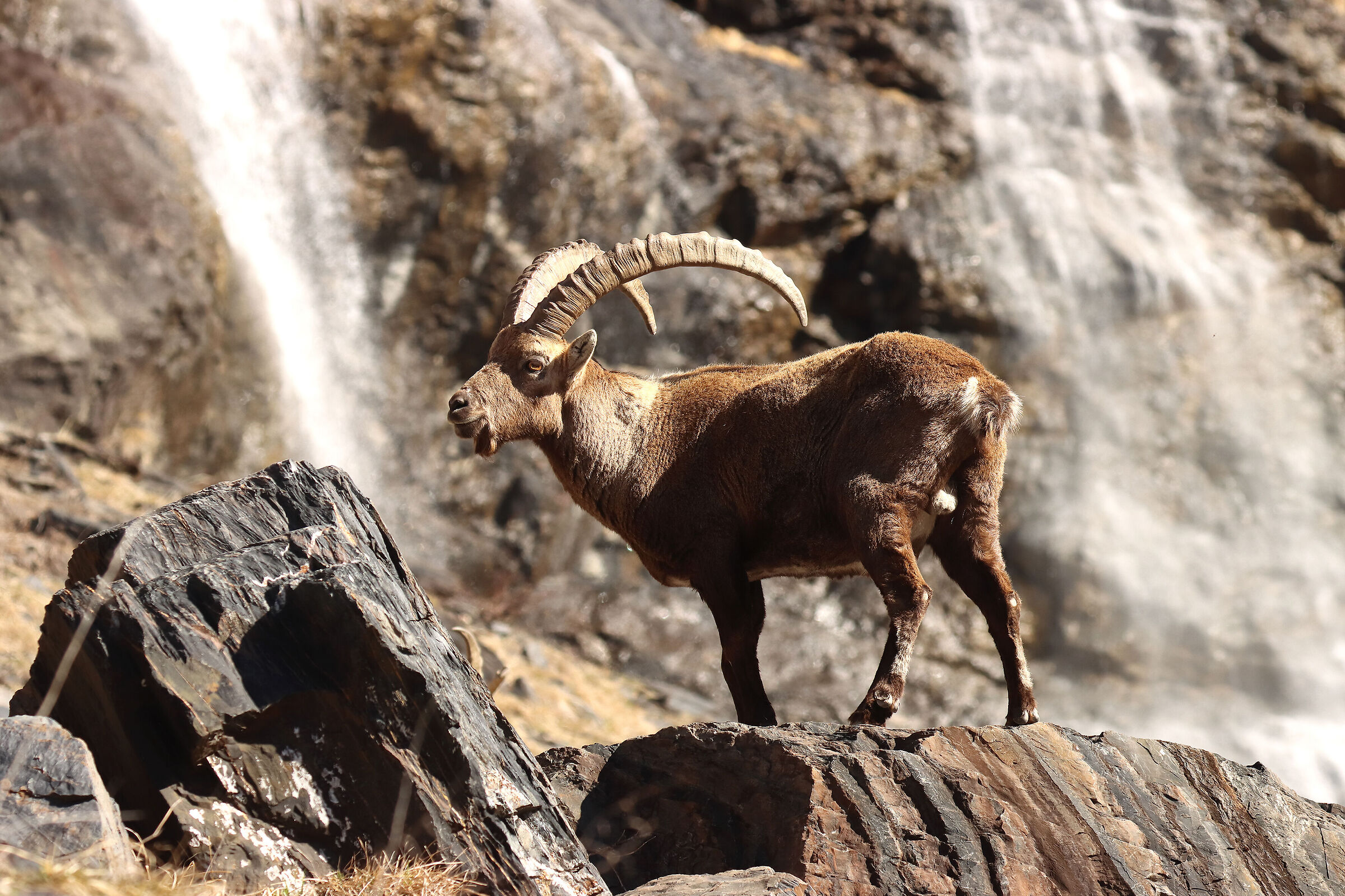 stambecco possente alle cascate del Serio