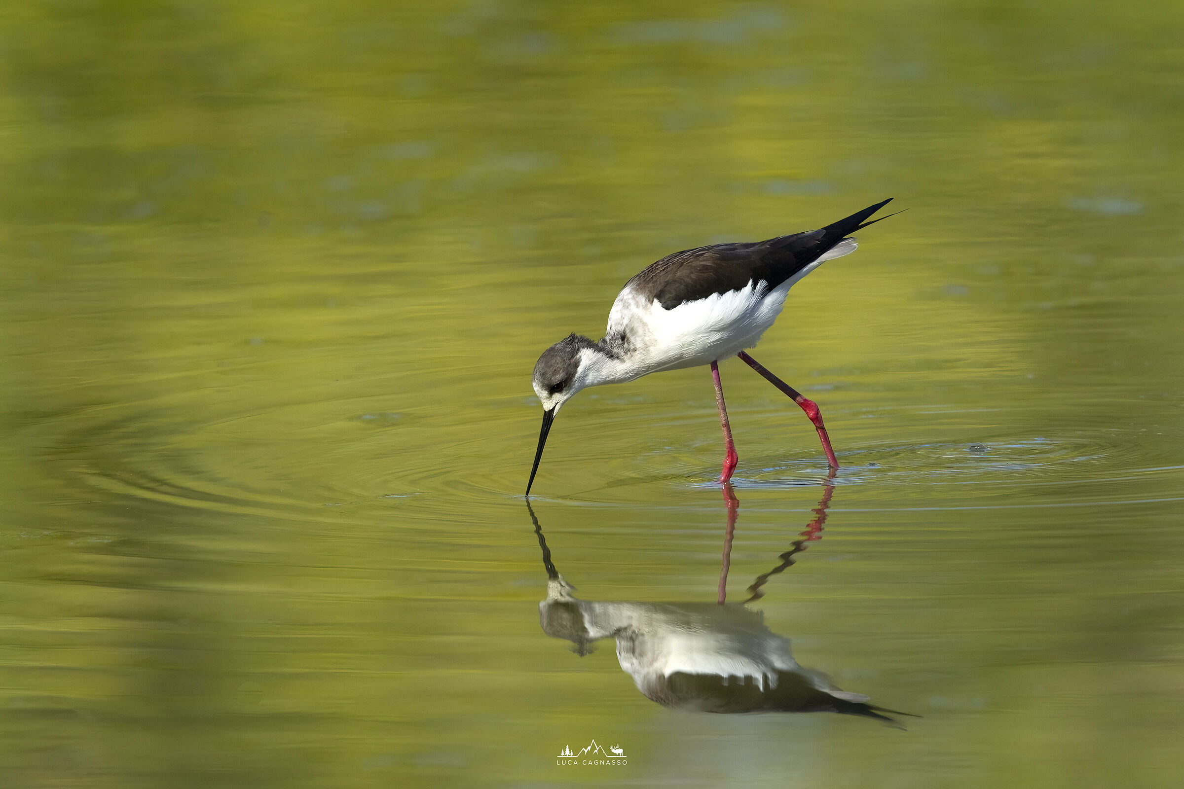 Cavaliere d'Italia allo specchio