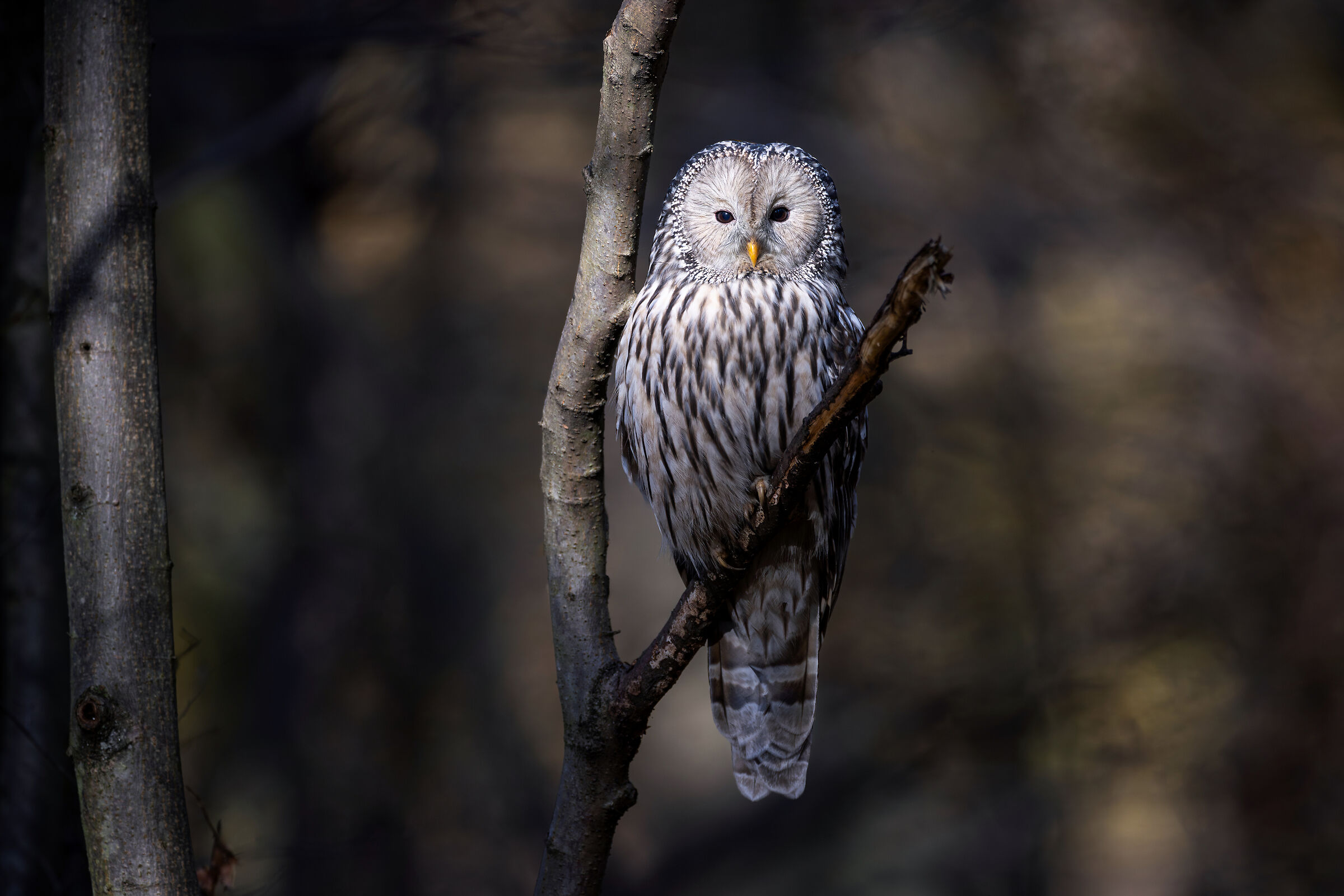 Ural Owl of Niepolomice forest, Poland