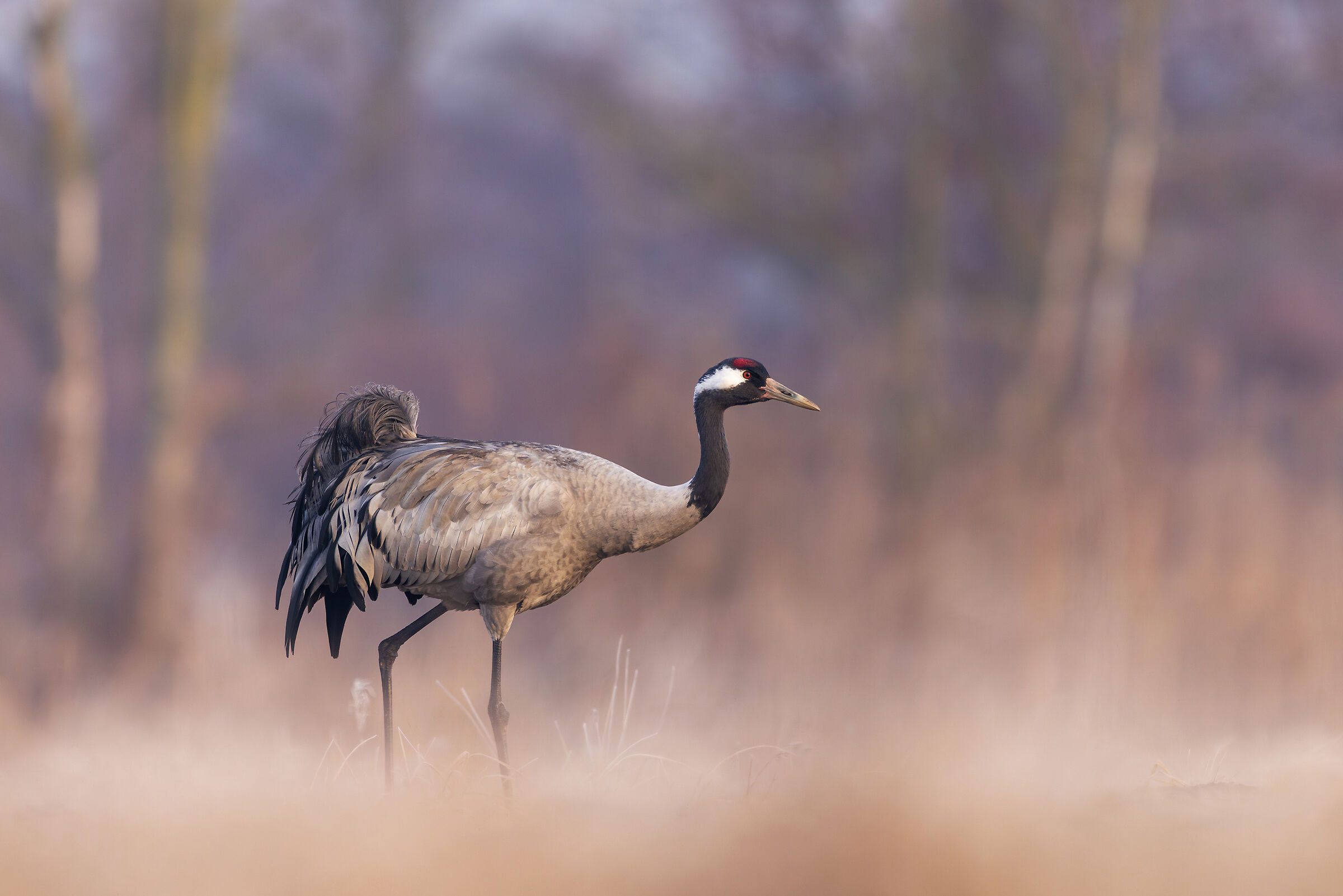 Crane