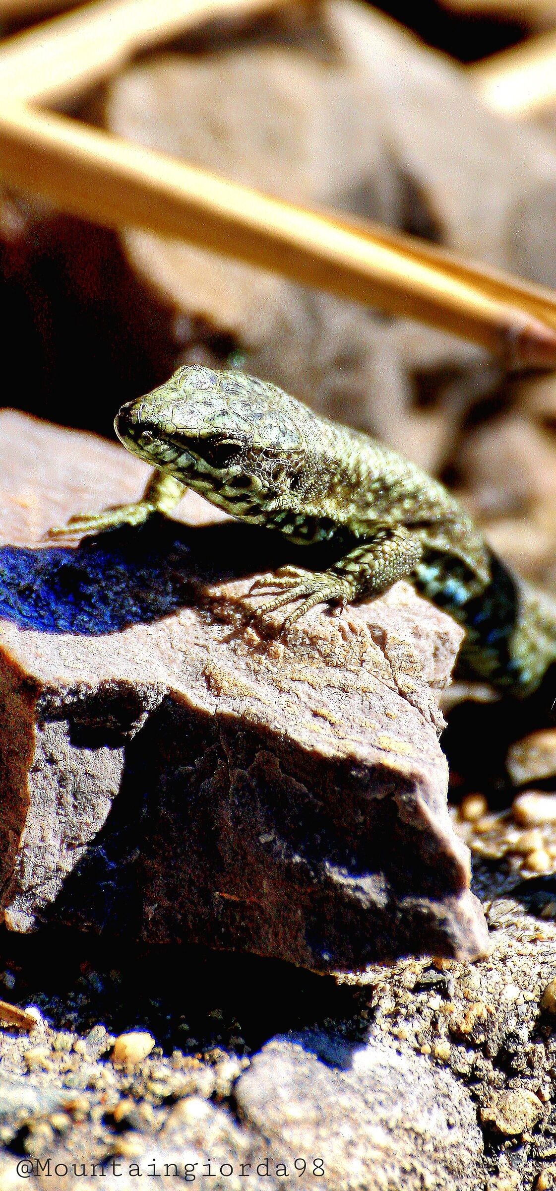 Lucertola Verde Acqua