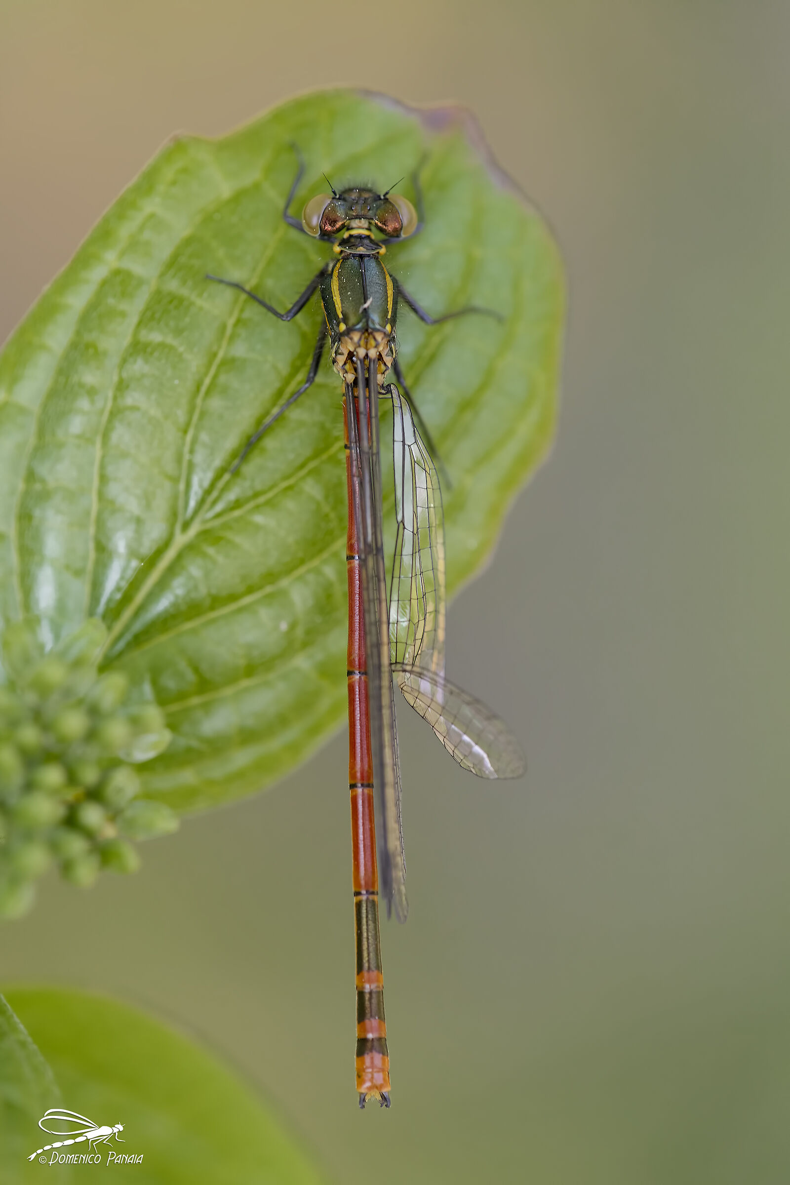 pyrrhosoma nymphula
