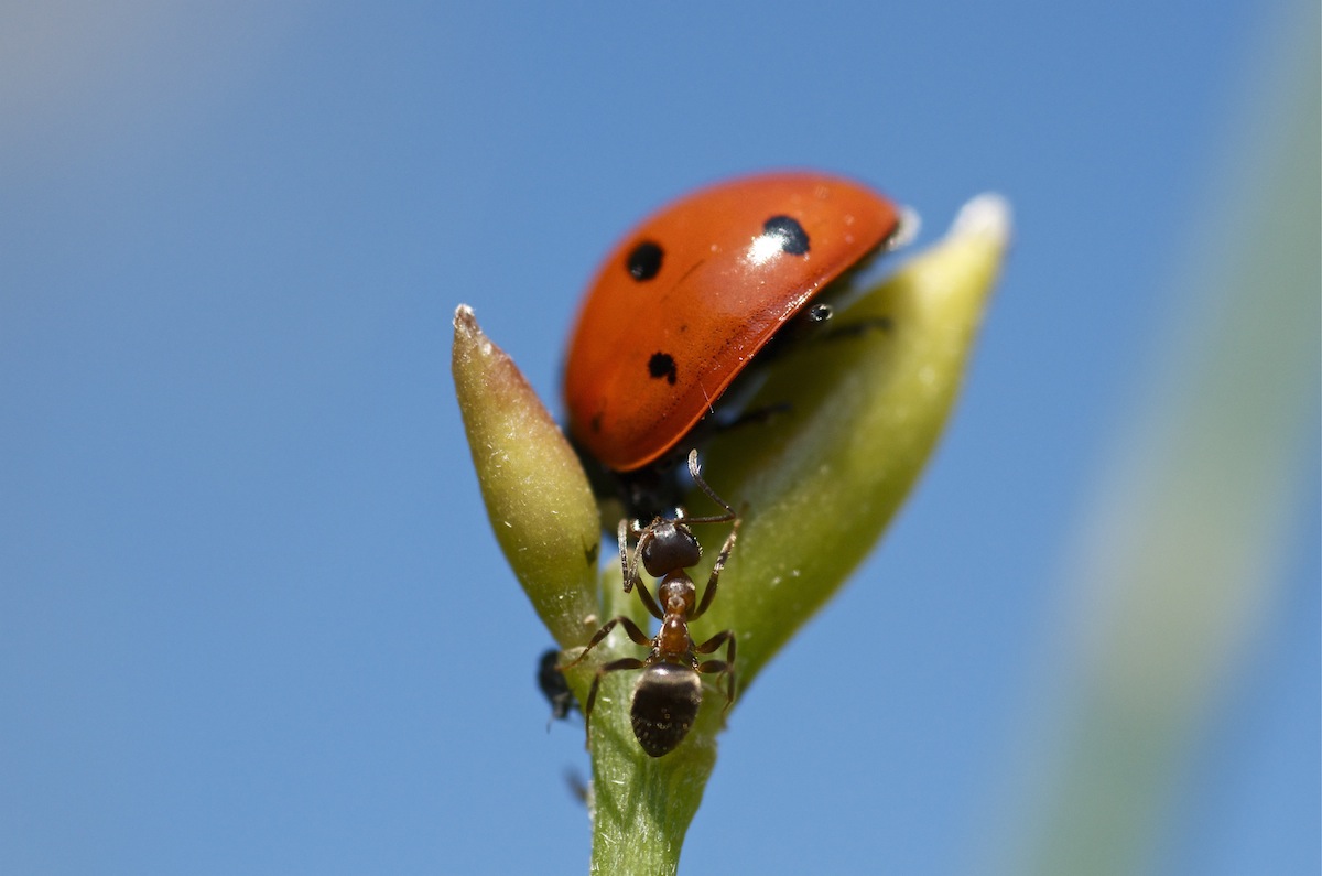 Formica e Coccinella