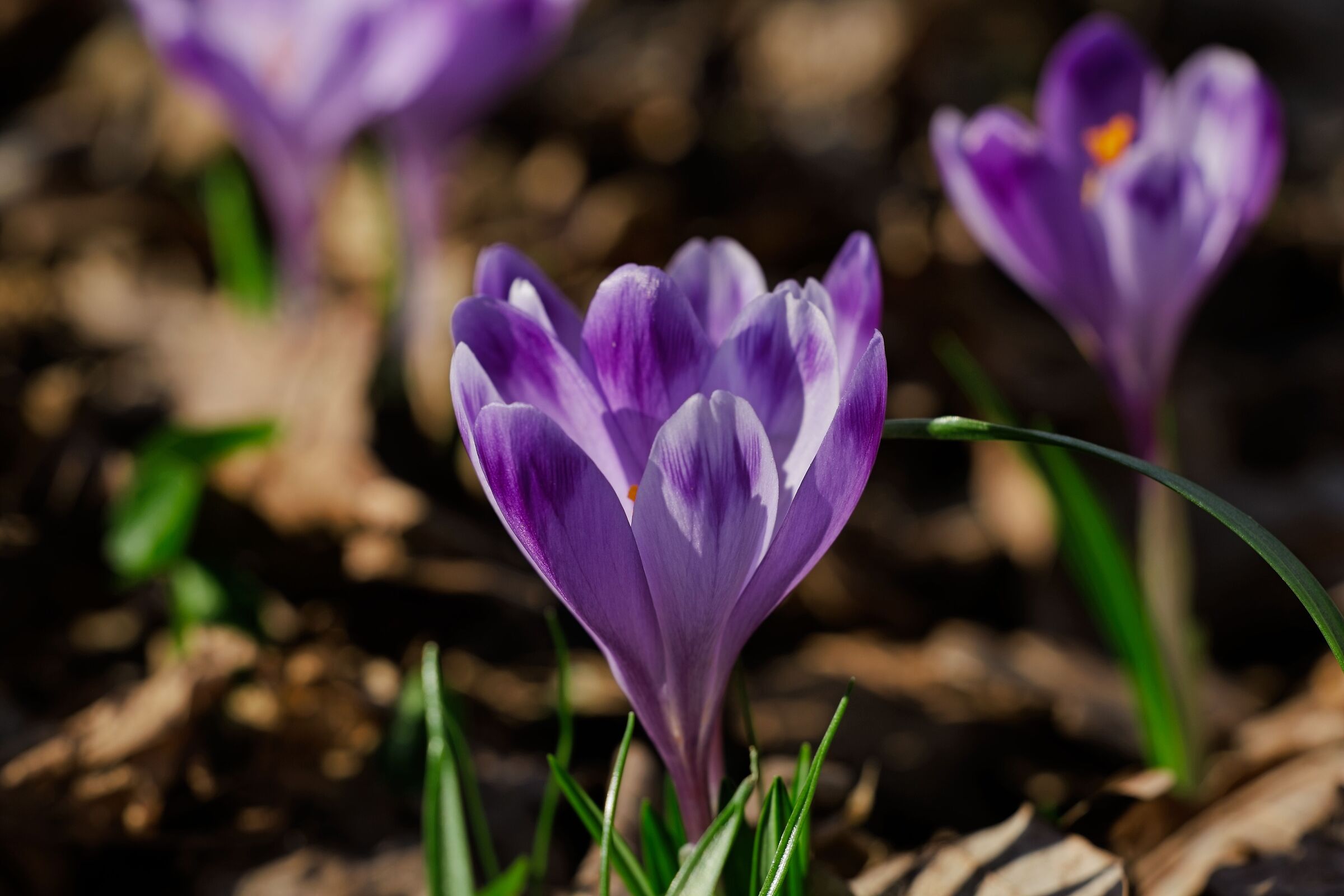 3 purple crocus friends