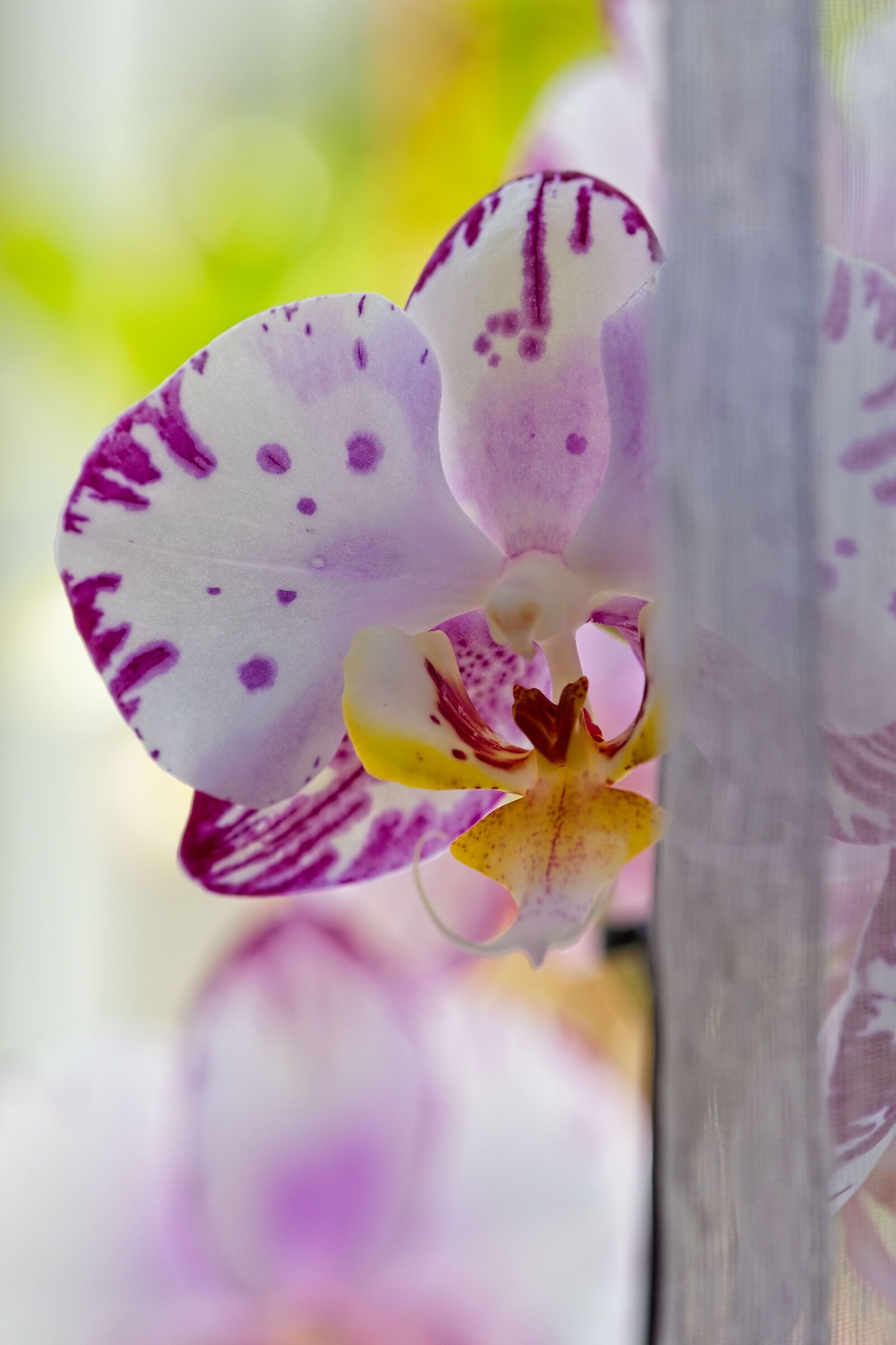 Home orchid