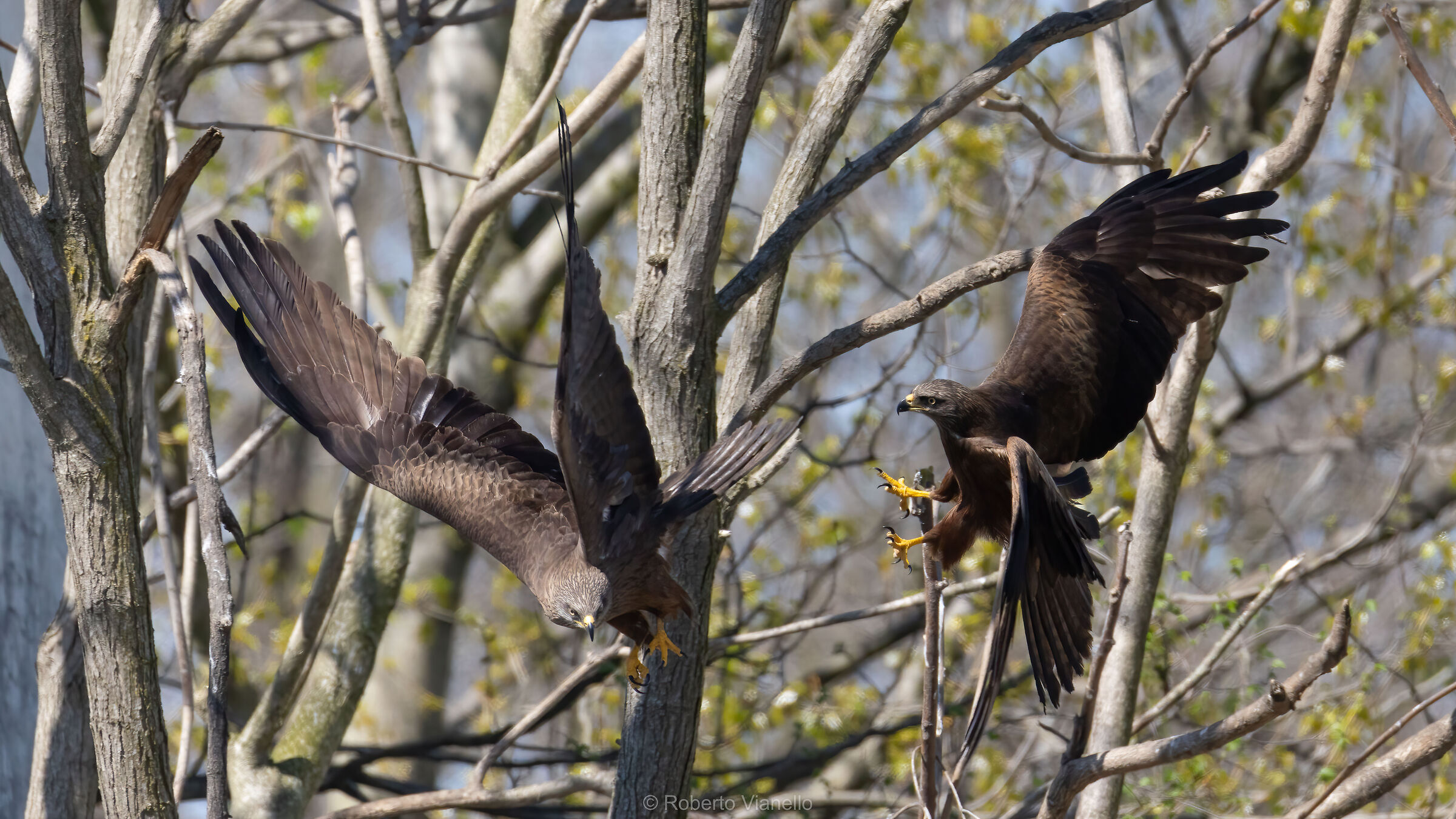 Nibbi bruni (Milvus migrans)