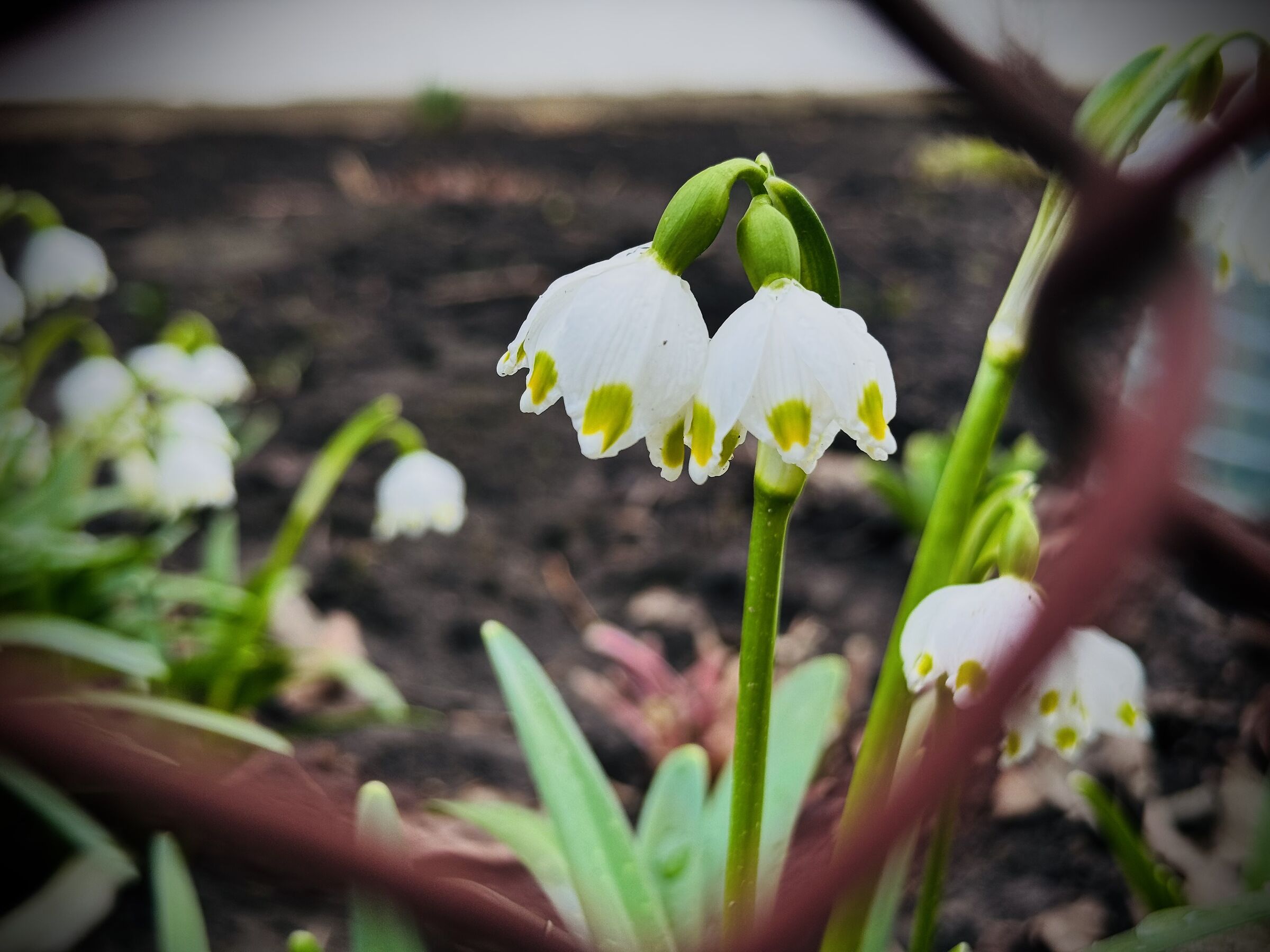 Last snowdrops of the spring