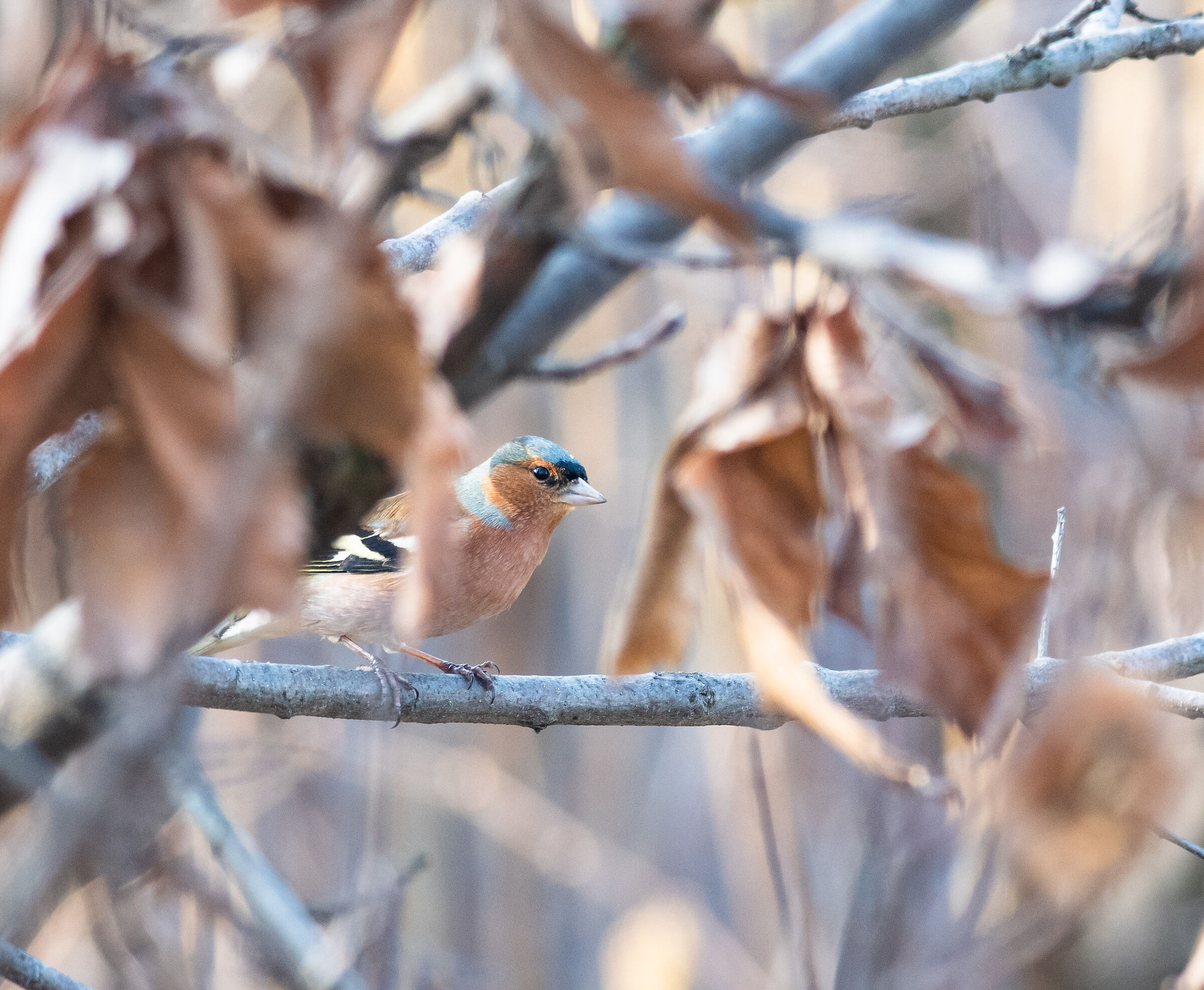 Chaffinch