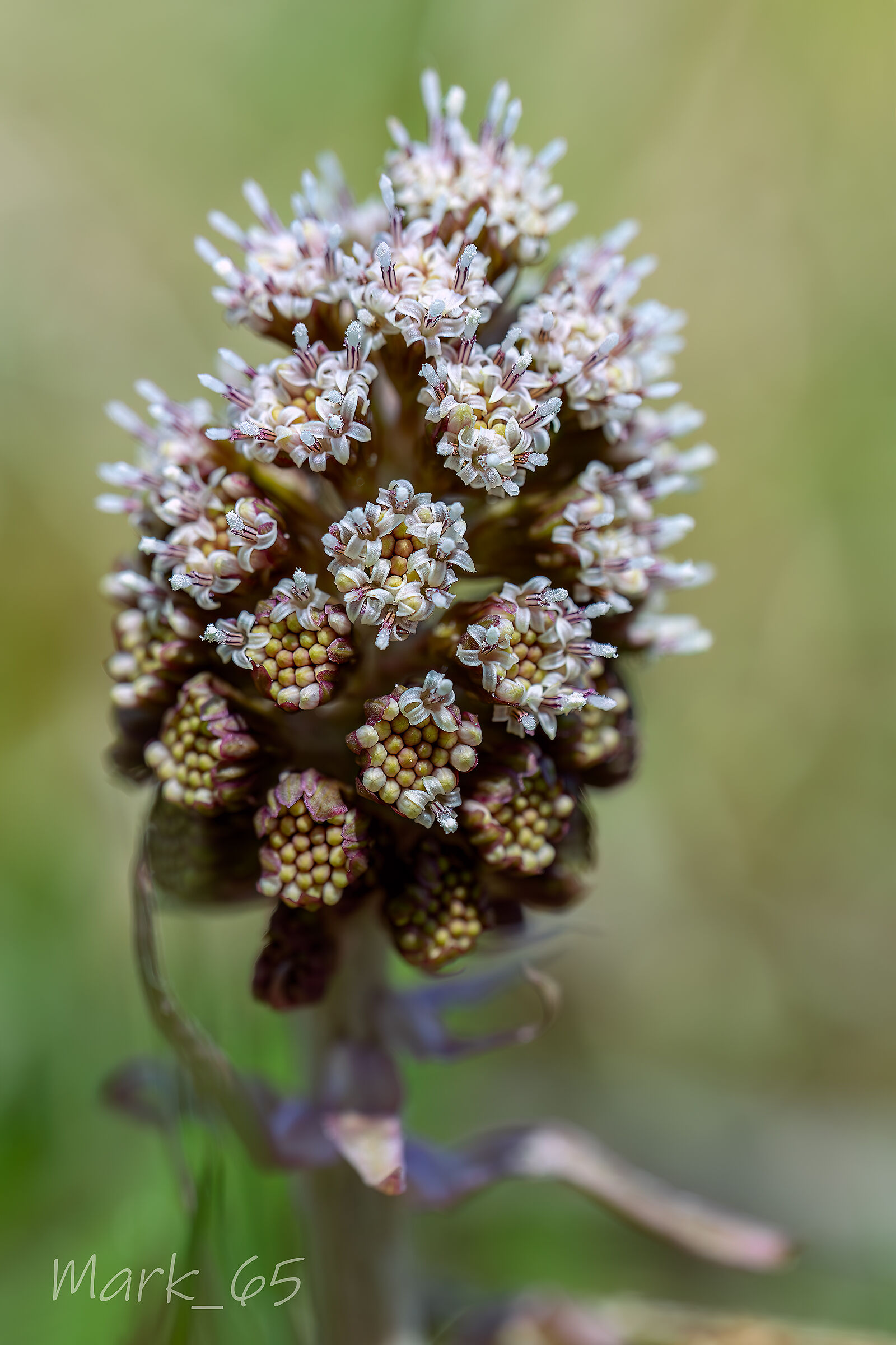 Petasites hybridus butterbur