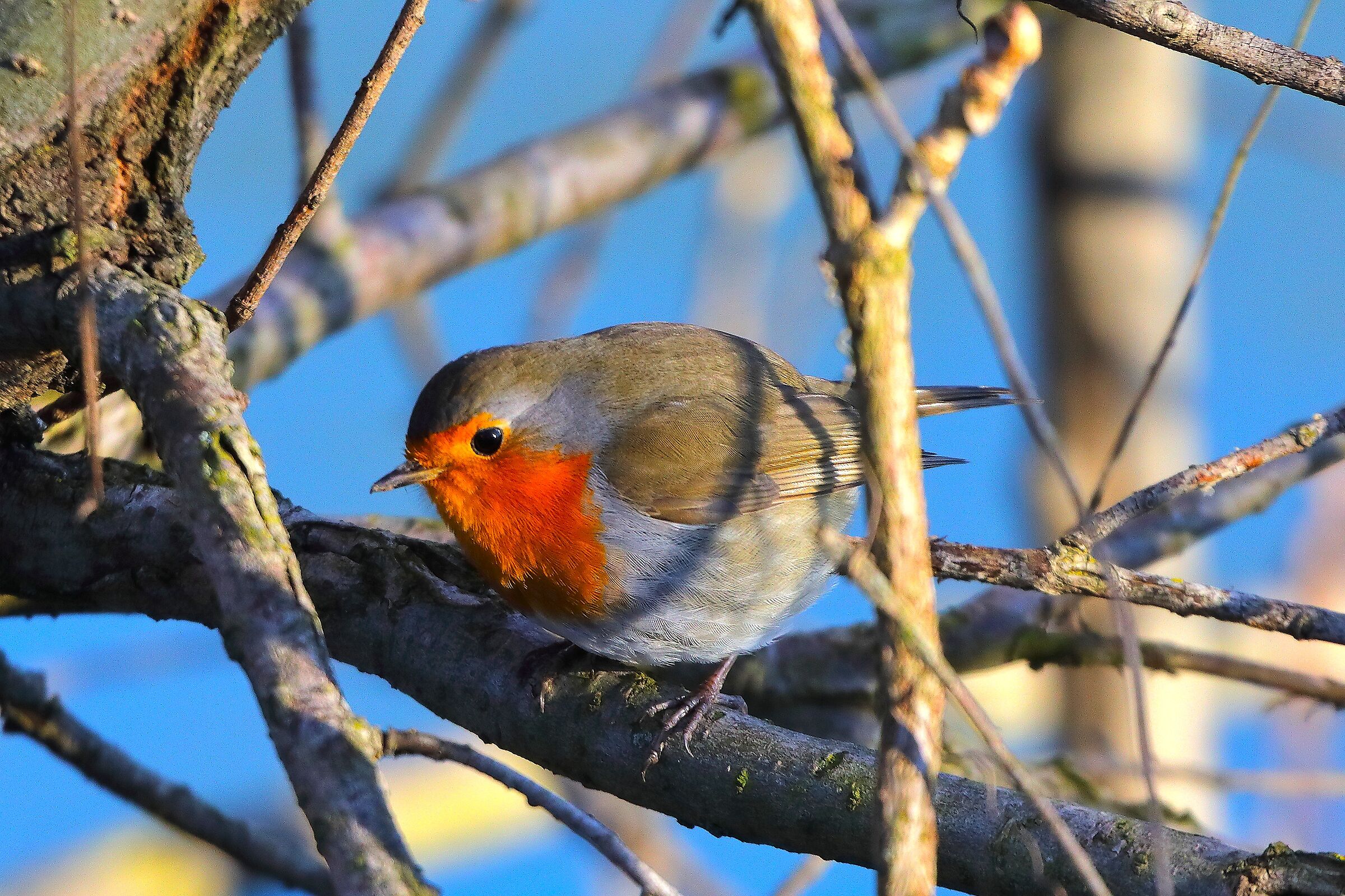 Pettirosso 27 dicembre 2024 - 0046