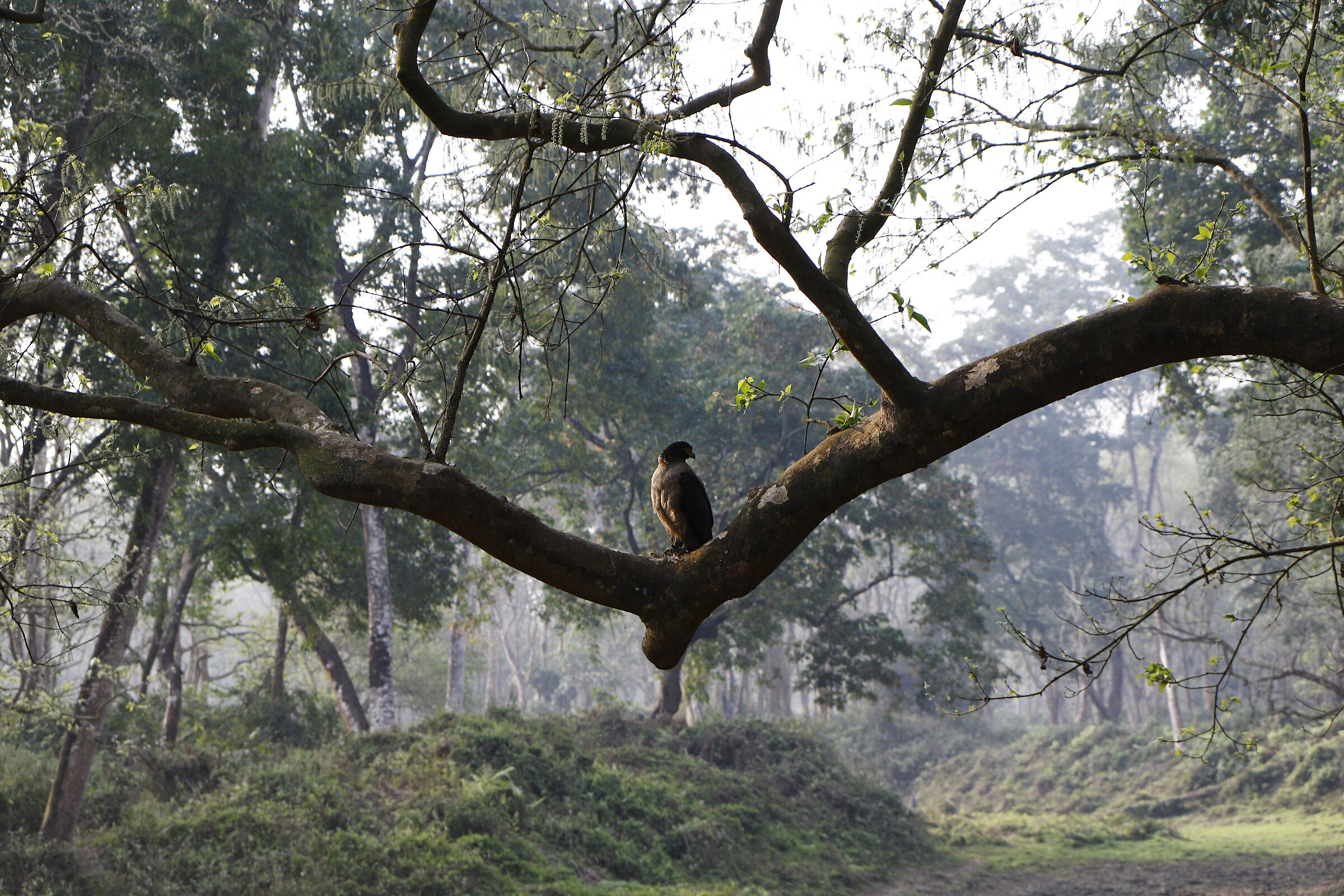Nepal: Safari