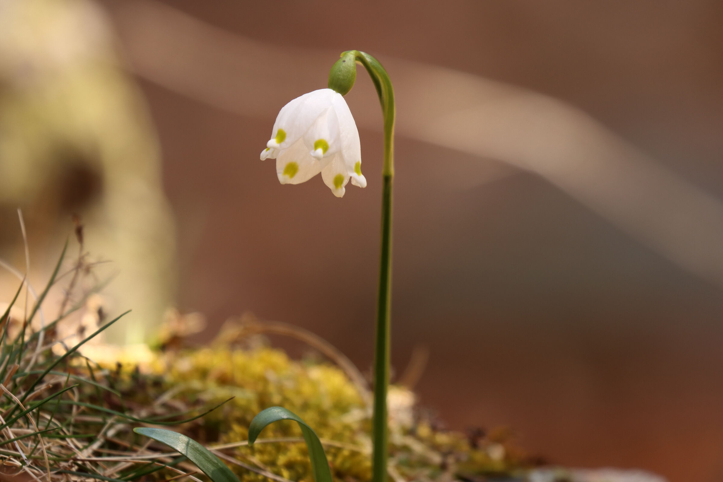 bucaneve "solitario"