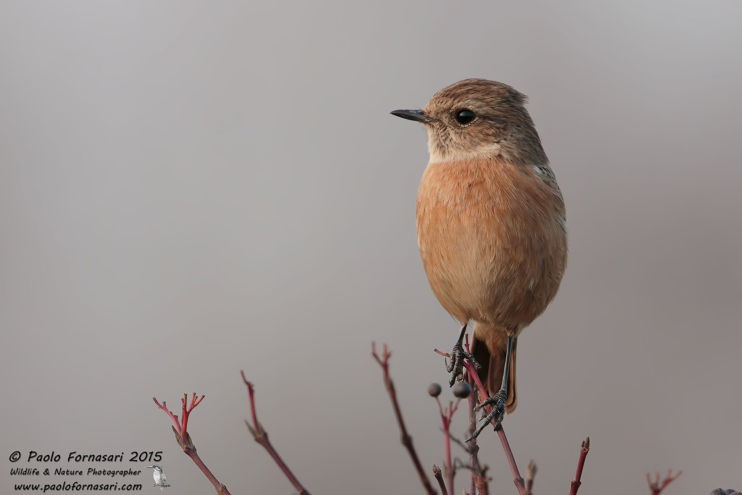 Stonechatter (Saxicola rubicola)
