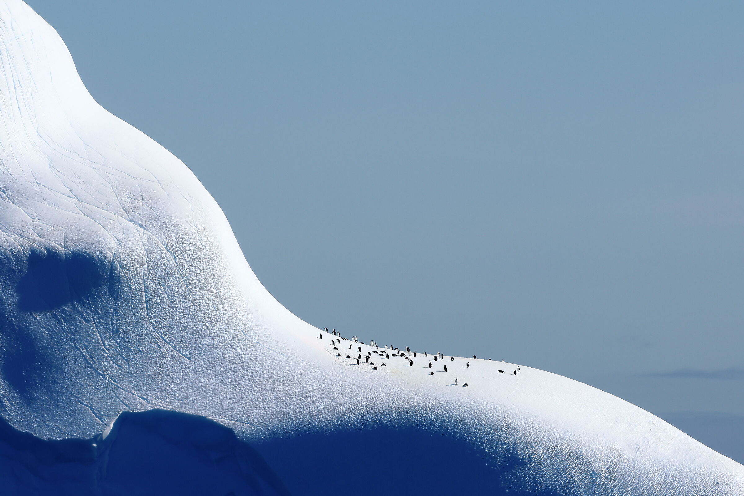 Chinstrap penguins, South Orkney Islands