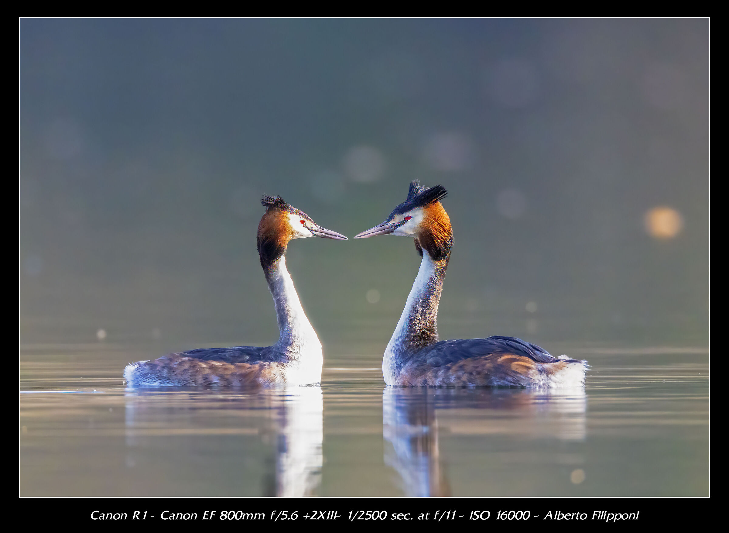 Grebes