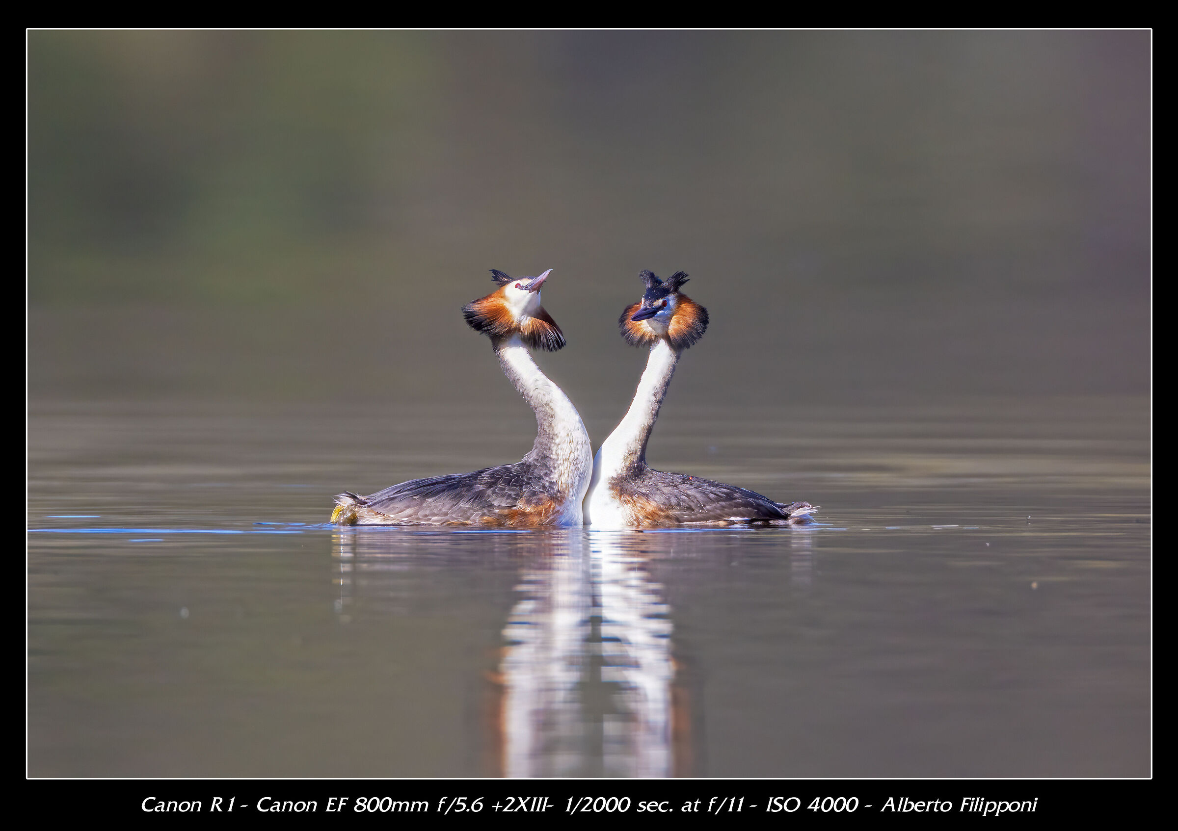 Grebes