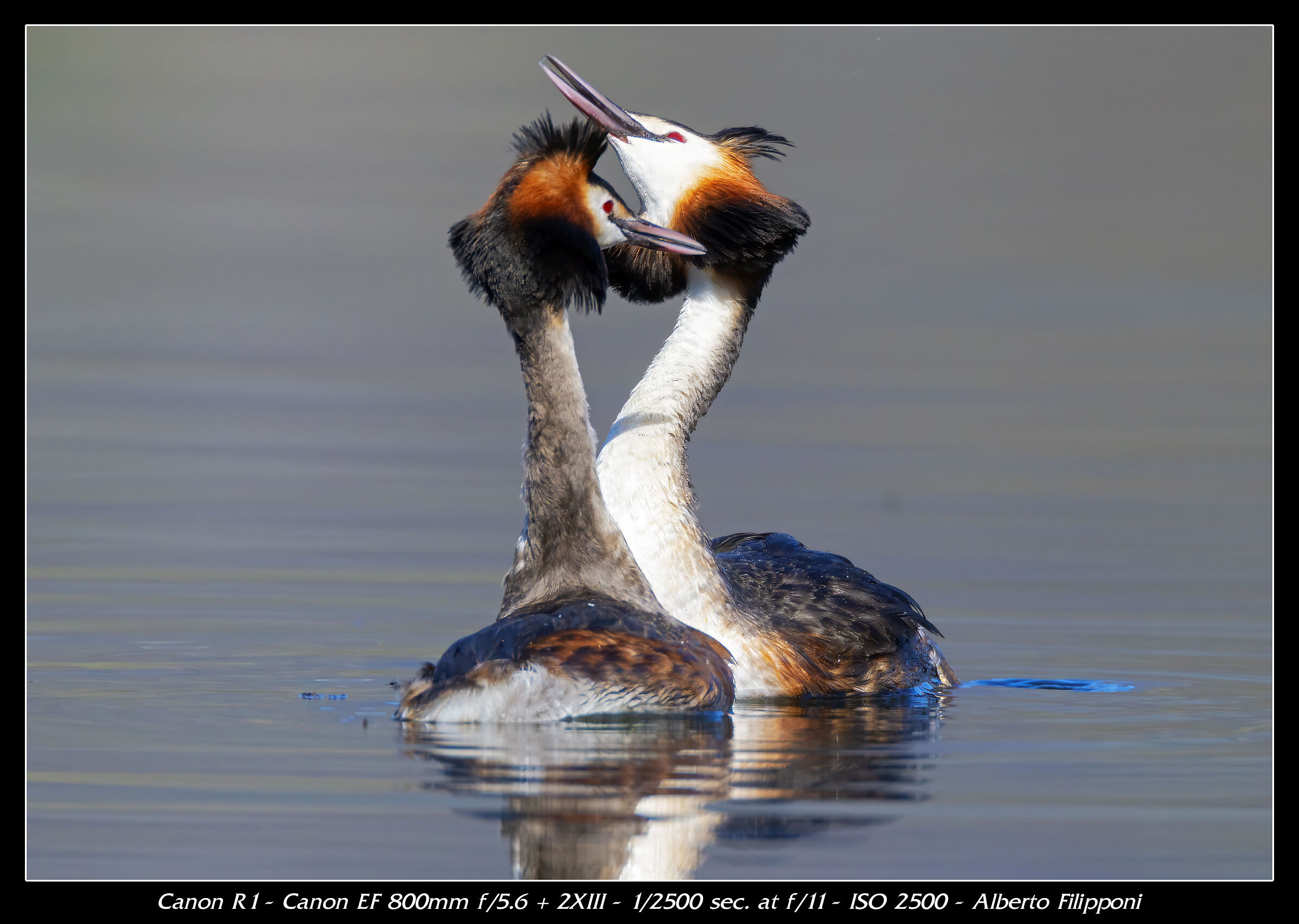 Grebes