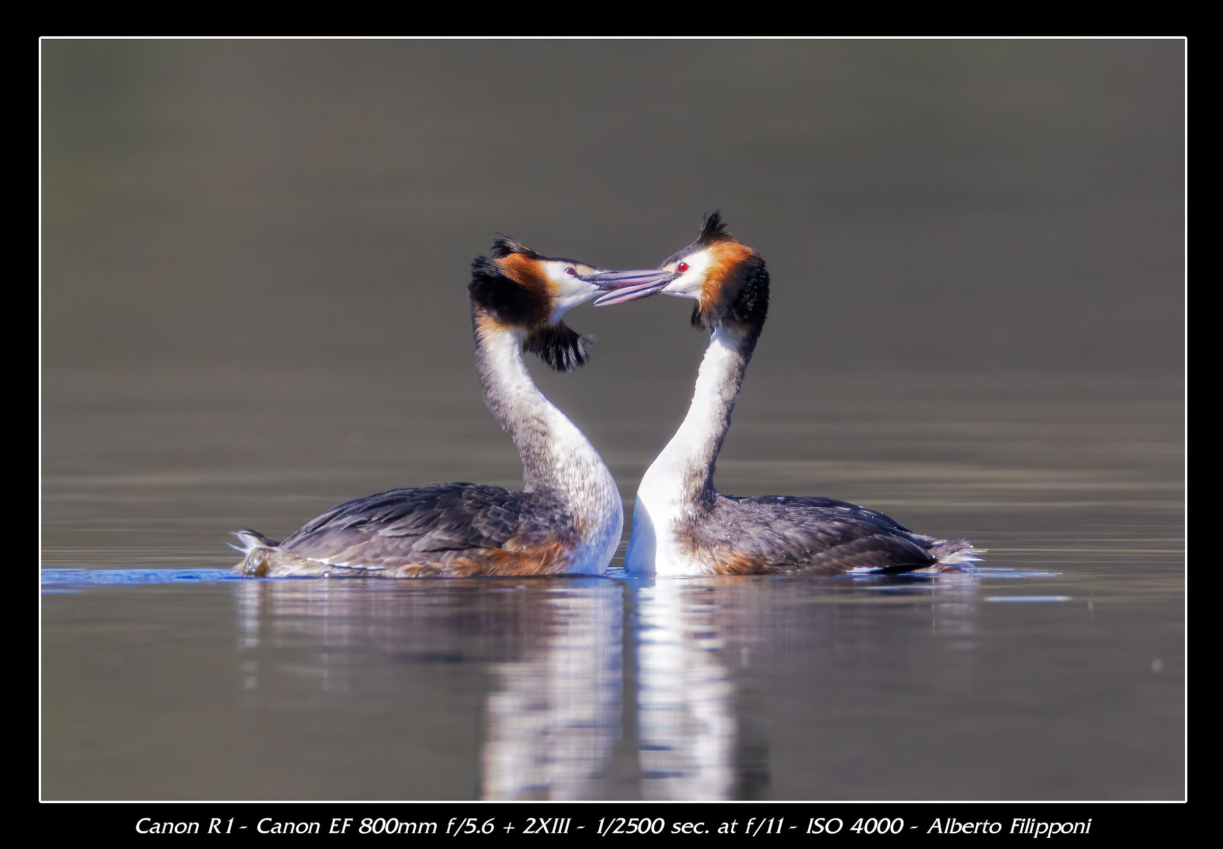 Grebes