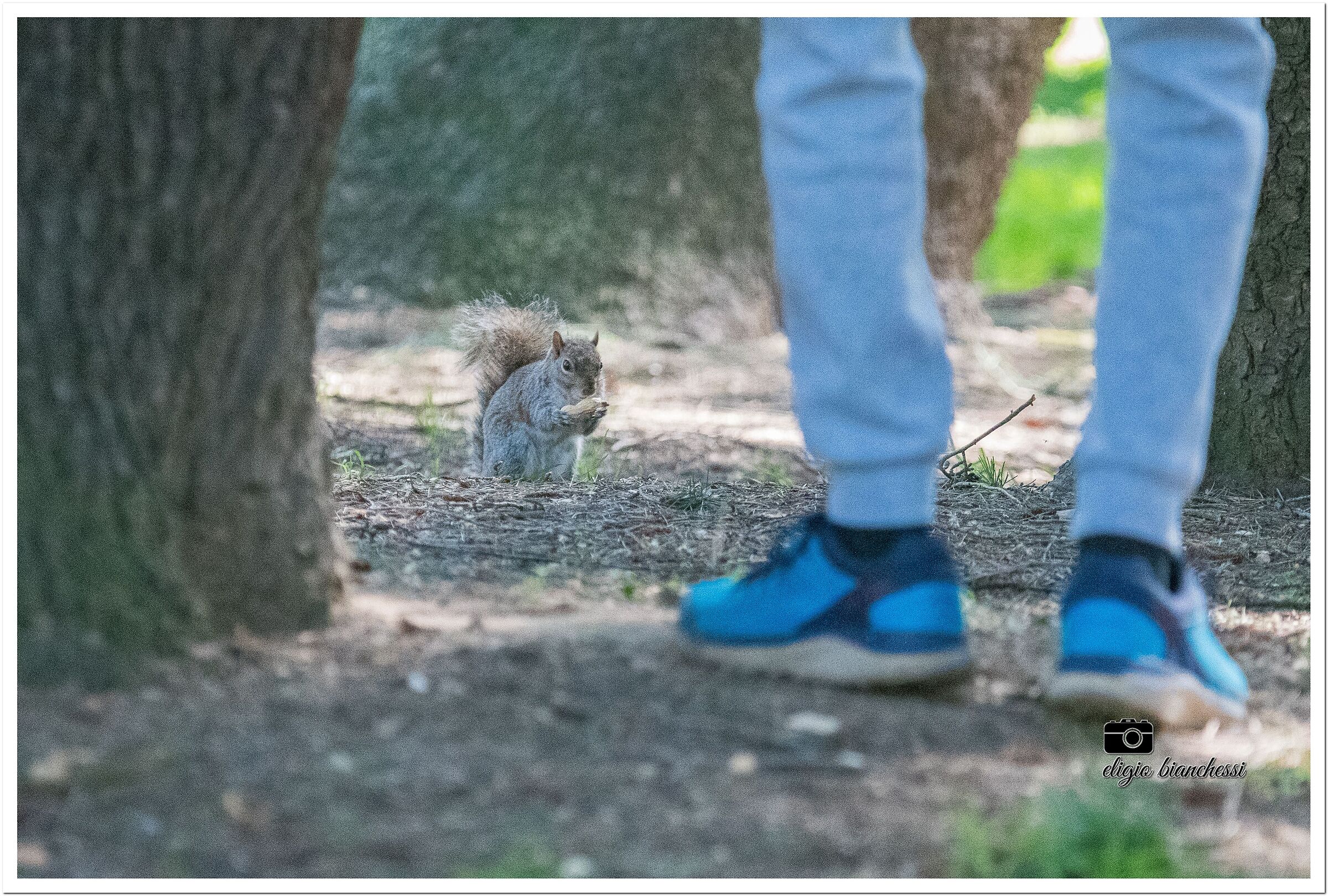 scoiattoli