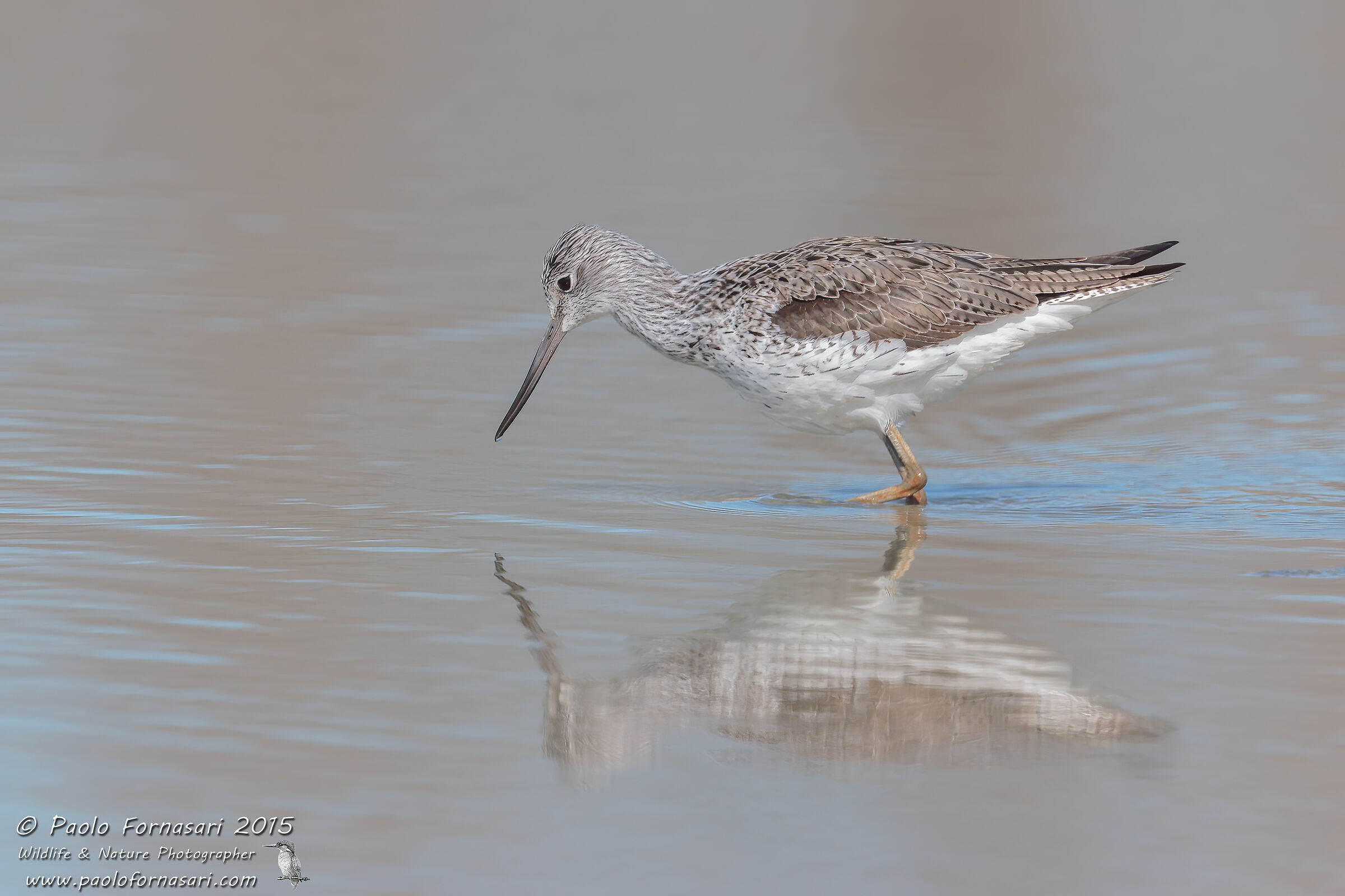 Common Greenshank (Tringa nebularia)