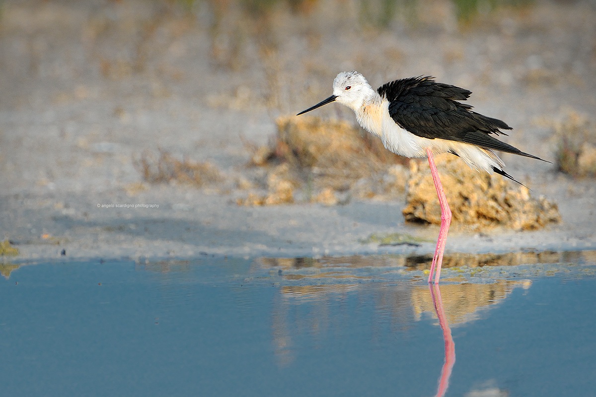 Cavaliere alle prime luci...