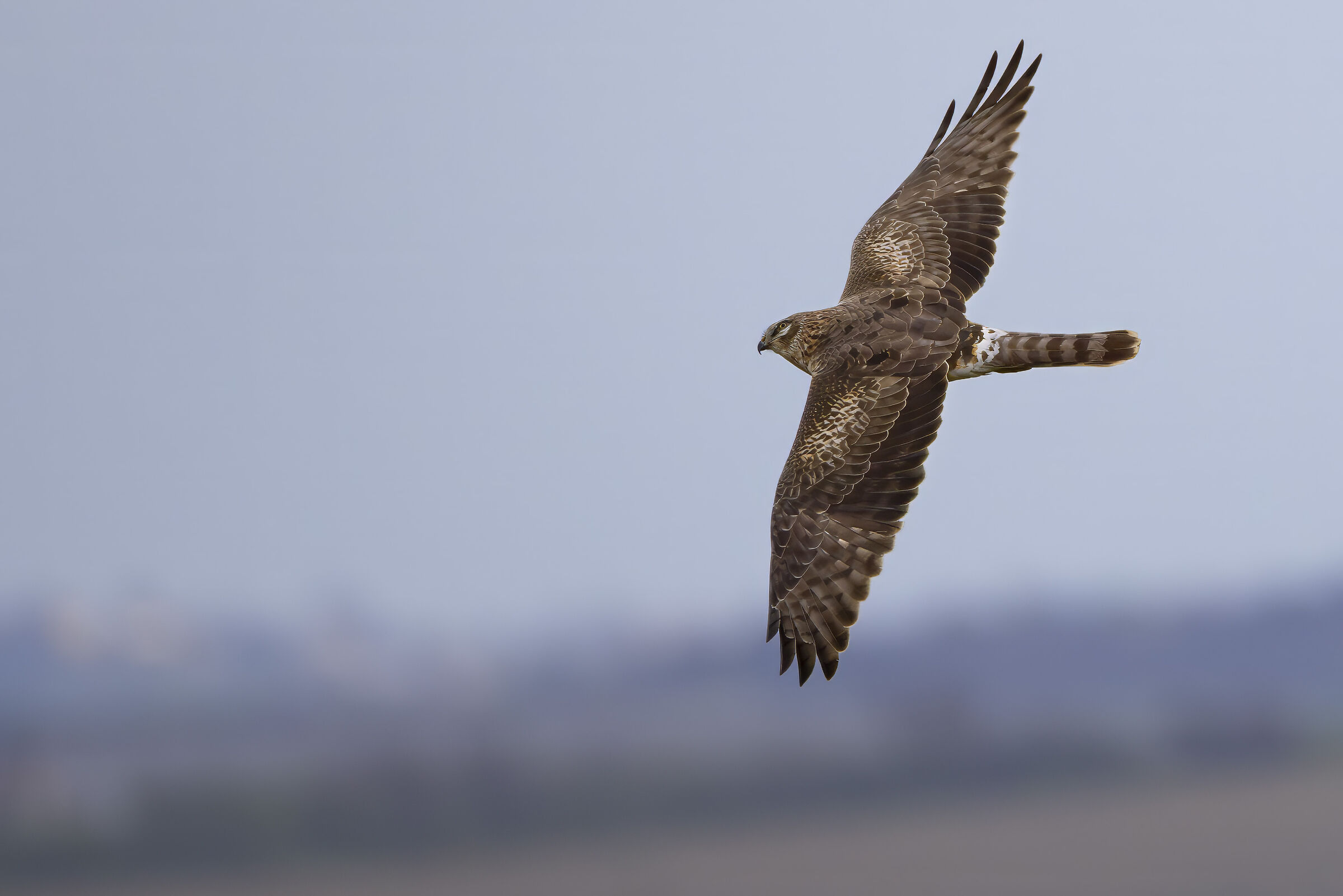 Montagu's Harrier