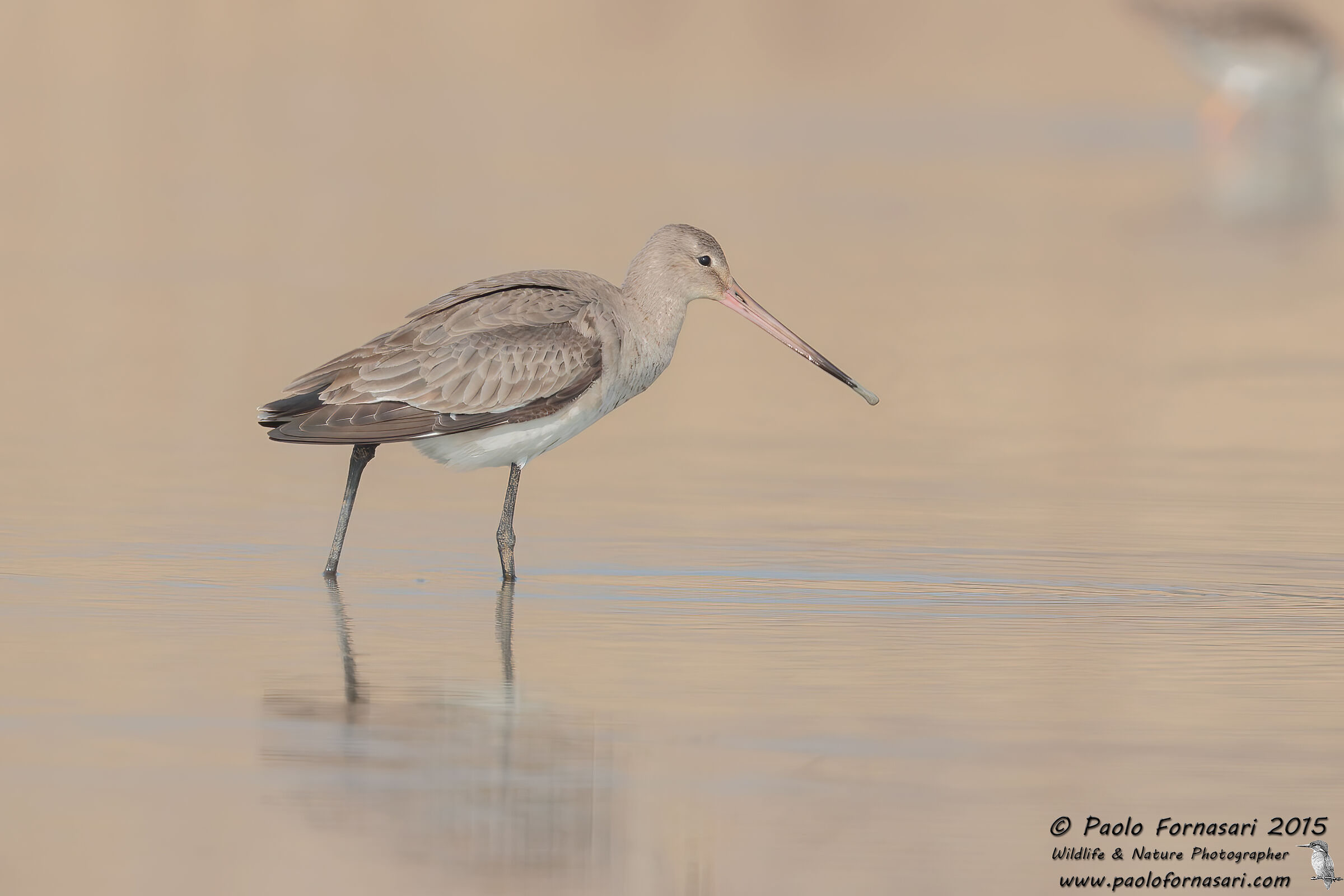 Pittima reale (Limosa limosa)