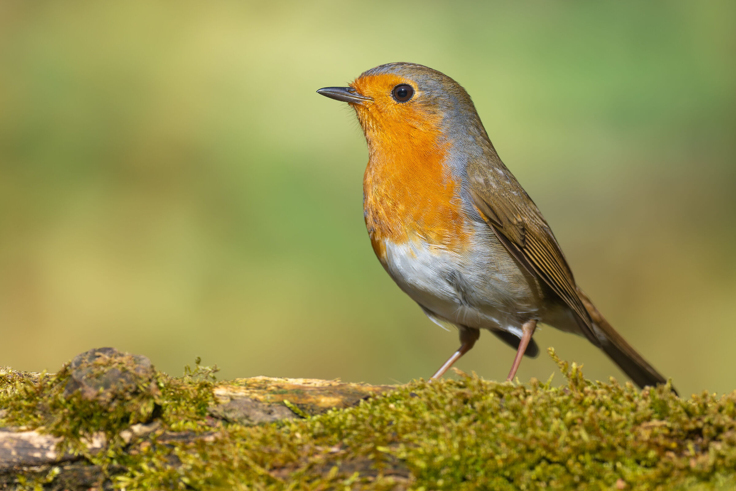 Erithacus rubecula