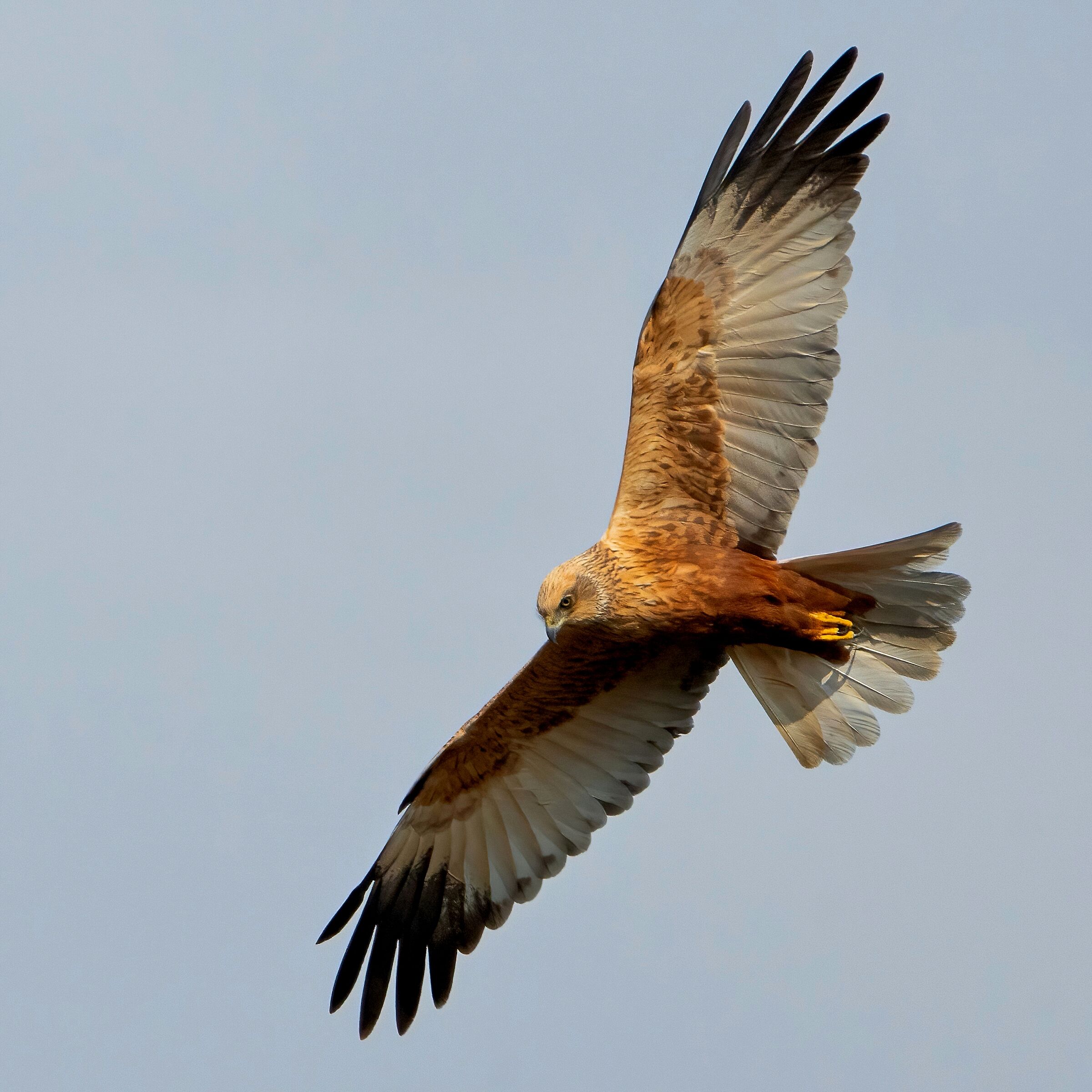 Male Marsh Harrier (Circus aeruginosus)
