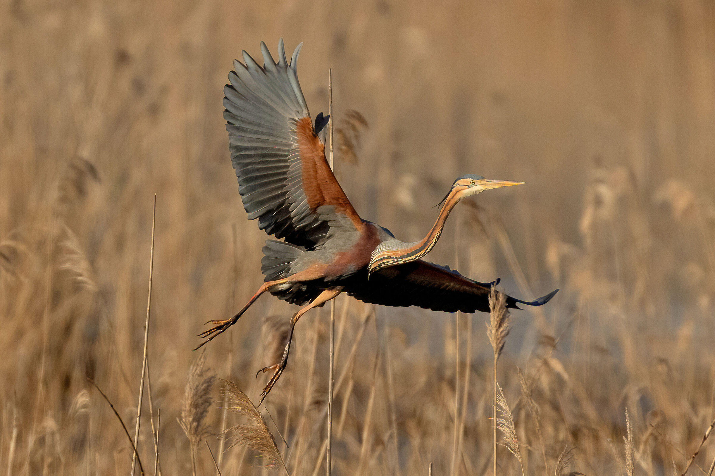 Airone rosso (Ardea purpurea)